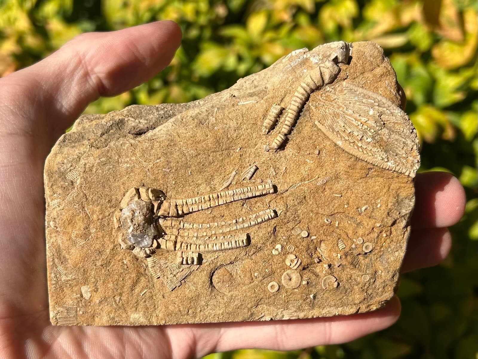 TRIPLE Fossil Crinoids in Matrix Phanocrinus Alabama Bangor Formation 2