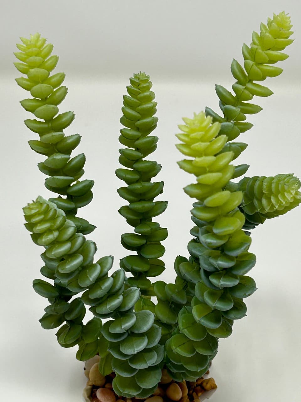 7" Gray-Green DONKEY Burro TAIL Sedum Succulent Aquarium or Dry Habitat soft pla 2