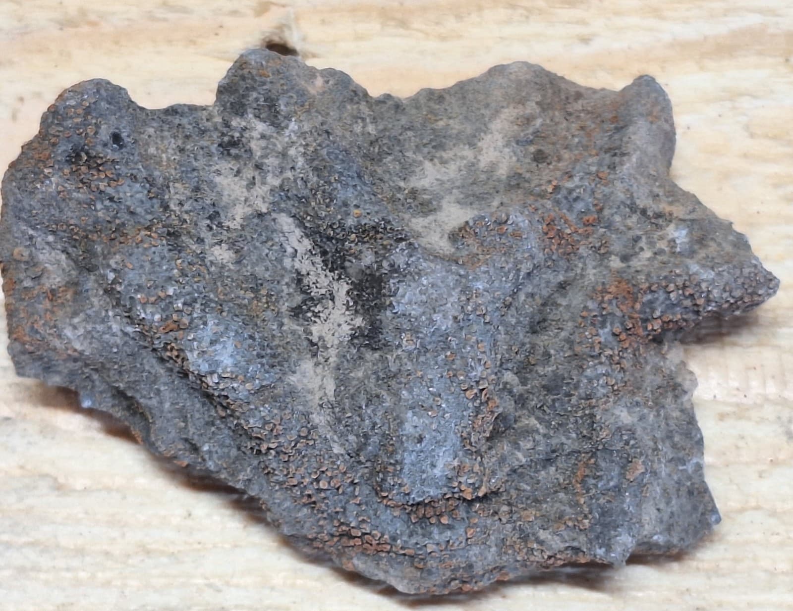 Fossil Favosite Coral In Limestone Devonian Period Michigan 5