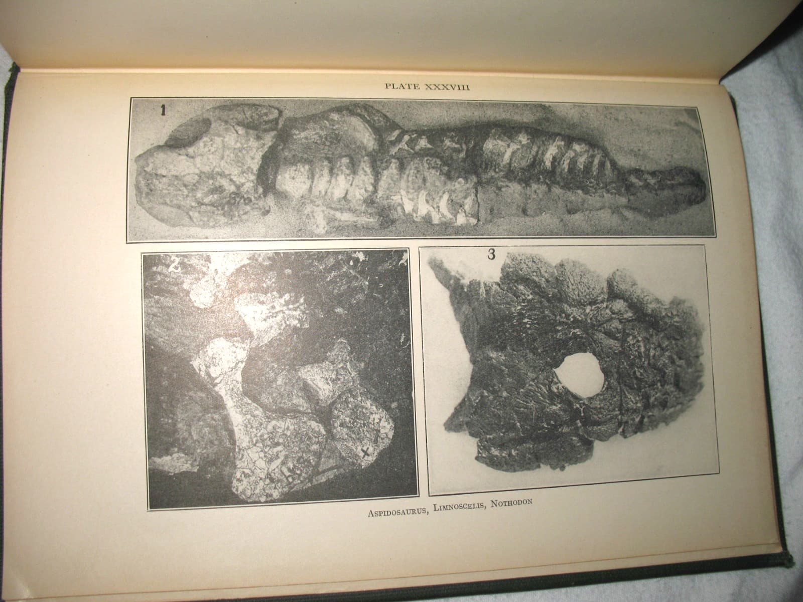 American Permian Vertebrates Williston 1911 Original HB Book excellent fossils 4