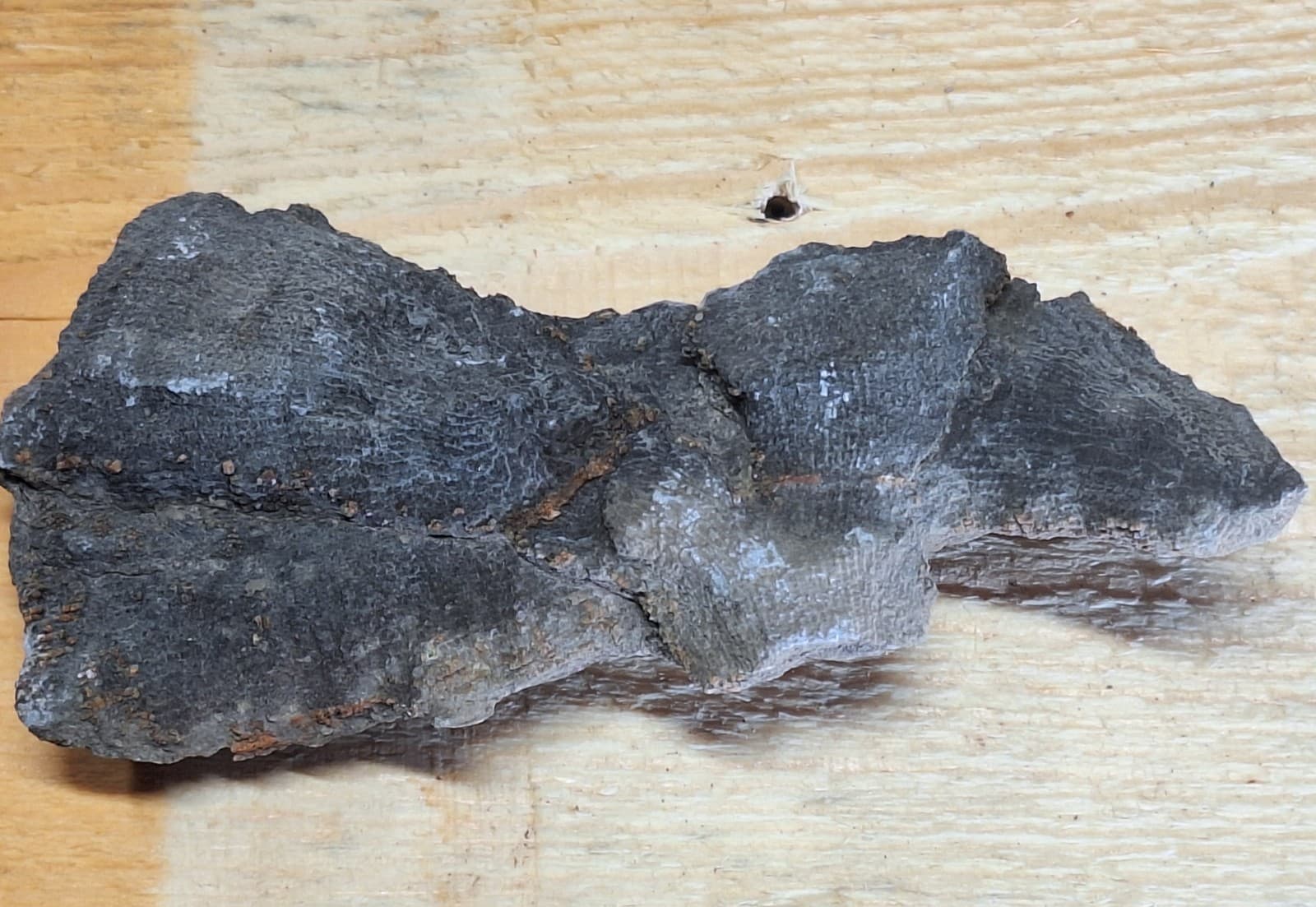 Fine Detail Fossil Favosite Coral In Limestone Devonian Period Michigan 6