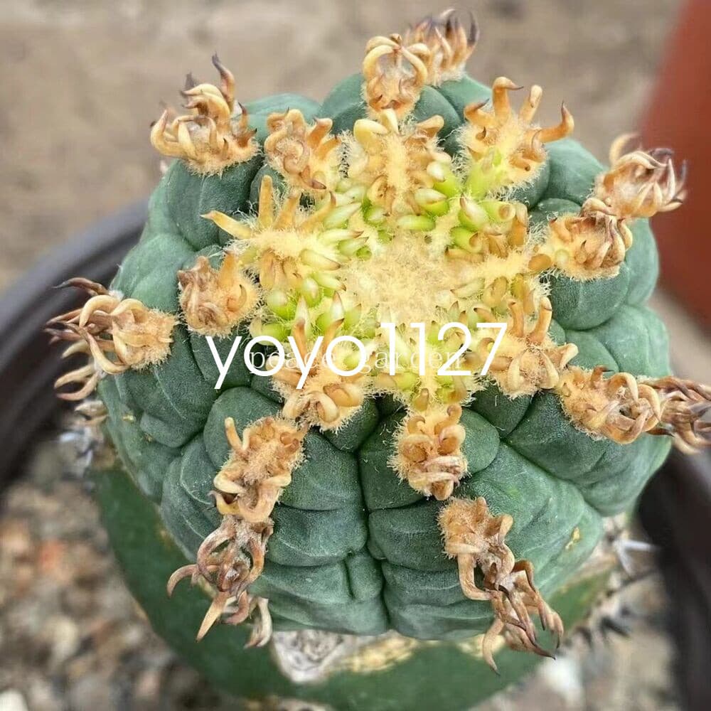 Gymnocalycium spegazzinii v.unguispinum Succulent Cacti Cactaceae Cactus 4-6CM 3