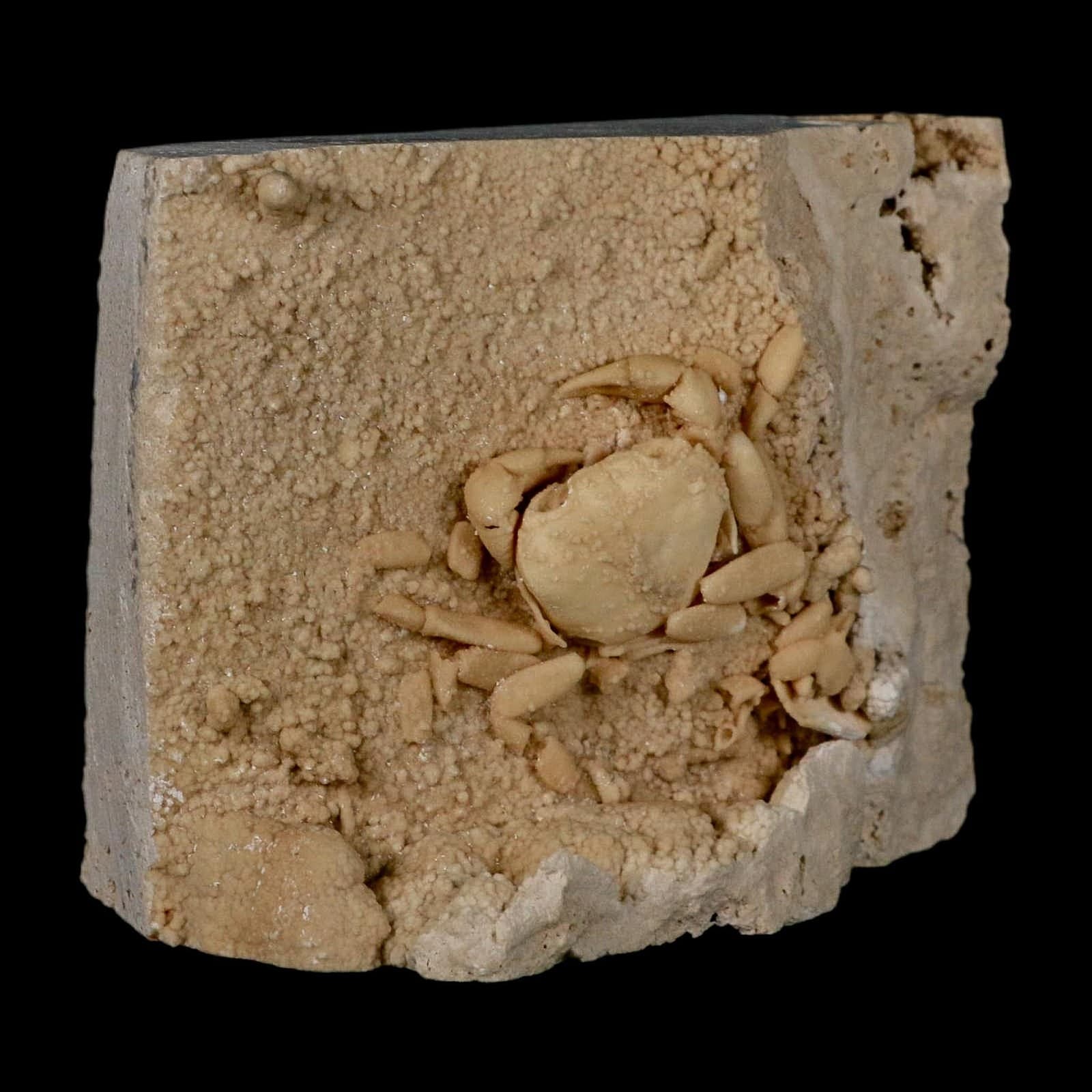 2.3" Potaman Sp Fossil Freshwater Crab In Travertine Denizli Basin Southwest 4