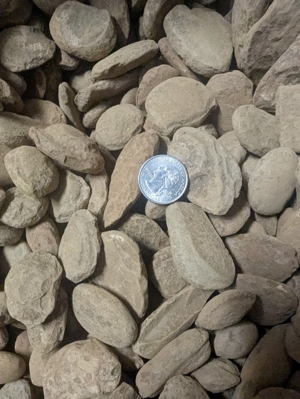 1 Mason creek fossil concretion per lot. Plant fern animal fish spider shrimp 4