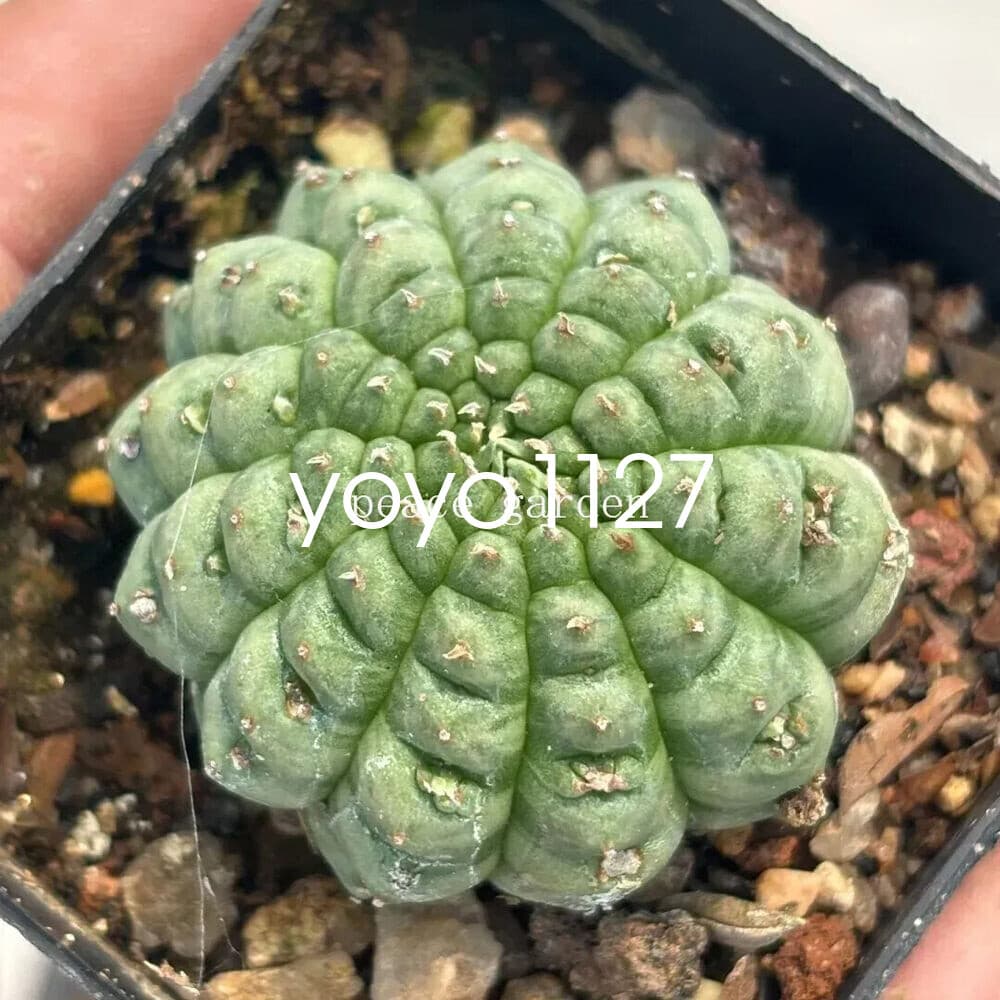 Euphorbia Obesa Hook Astrophytum RareSucculent Plant Garden 3CM 4