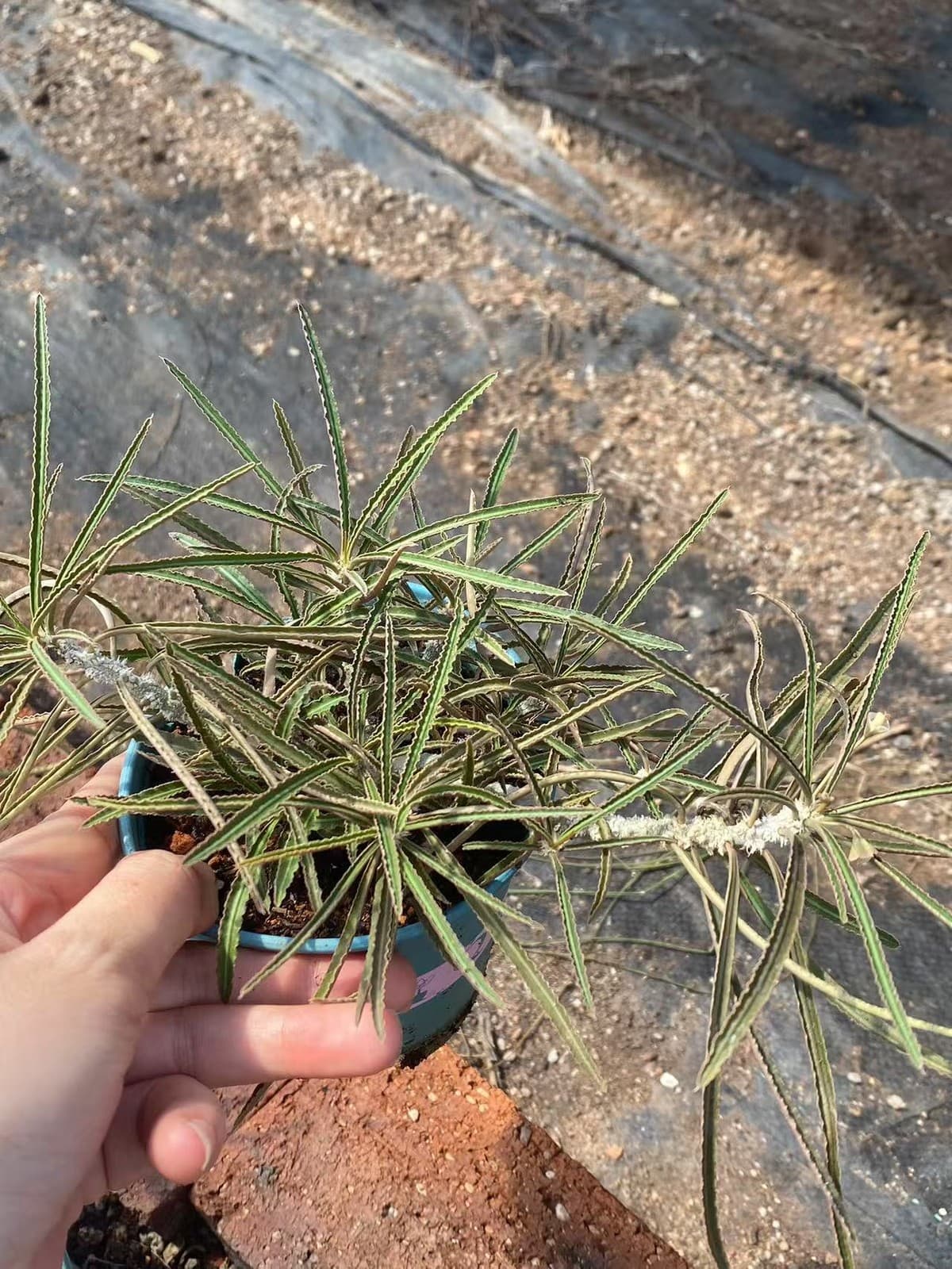 Rareplant Succulent Euphorbia waringiae OwnRoot Garden Décor Boutique 5