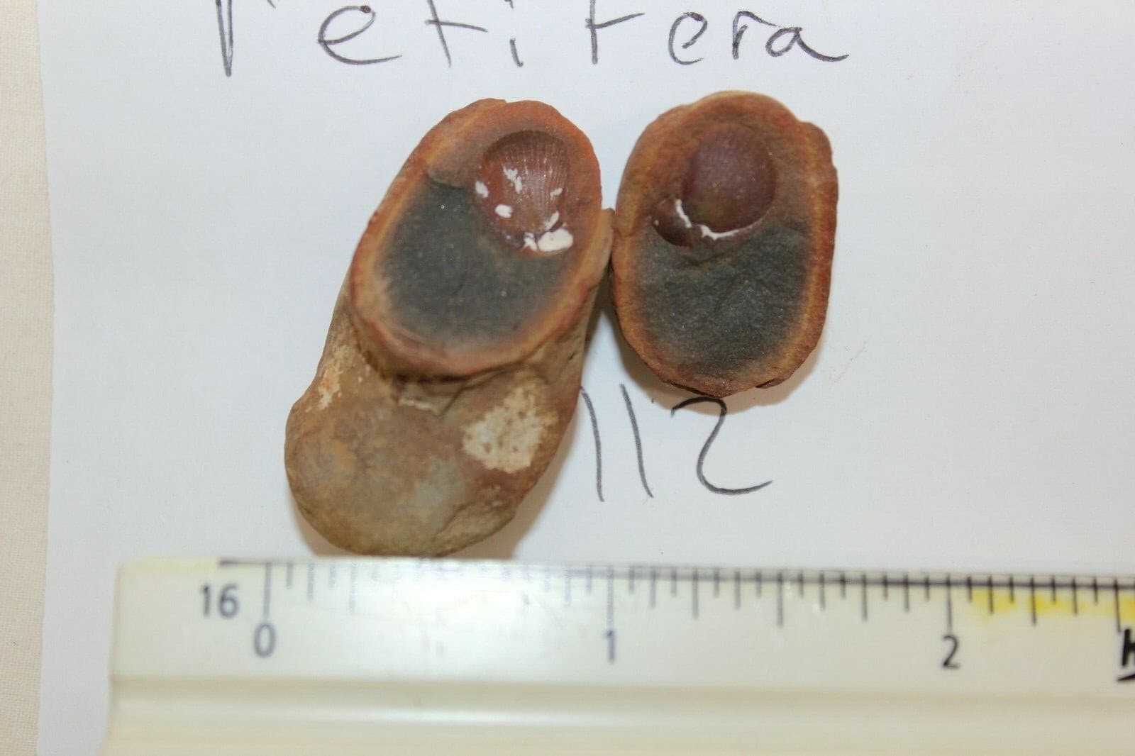 Mazon Creek Fossil Palaeolima retifera Fossils. Lot X44 4