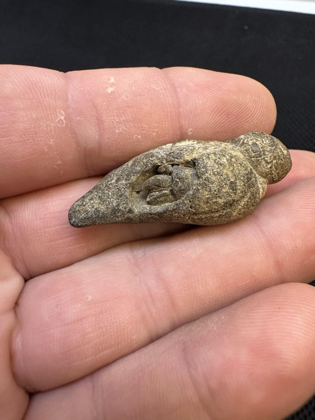 Cretaceous Period Fossil Hermit Crab From North Mississippi 2