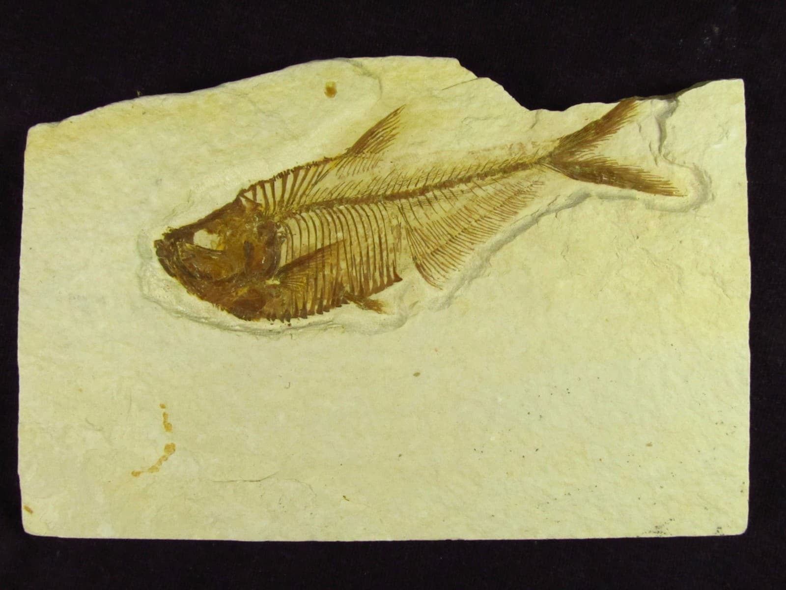 A Grade Diplomystus dentatus Fossil Fish Green River Formation Wyoming  6