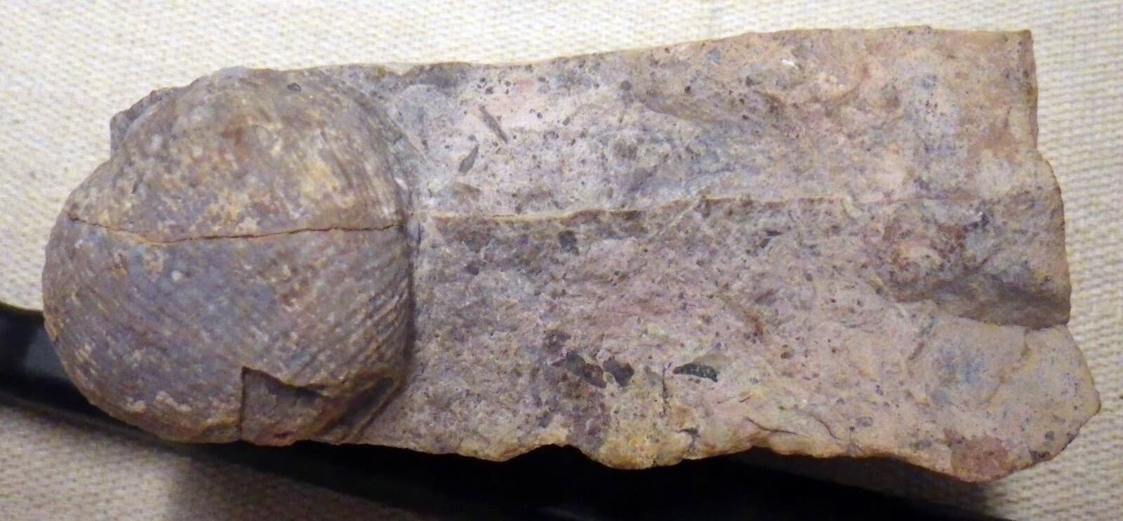 Strange Paleo Shell Fossil with base Native  6