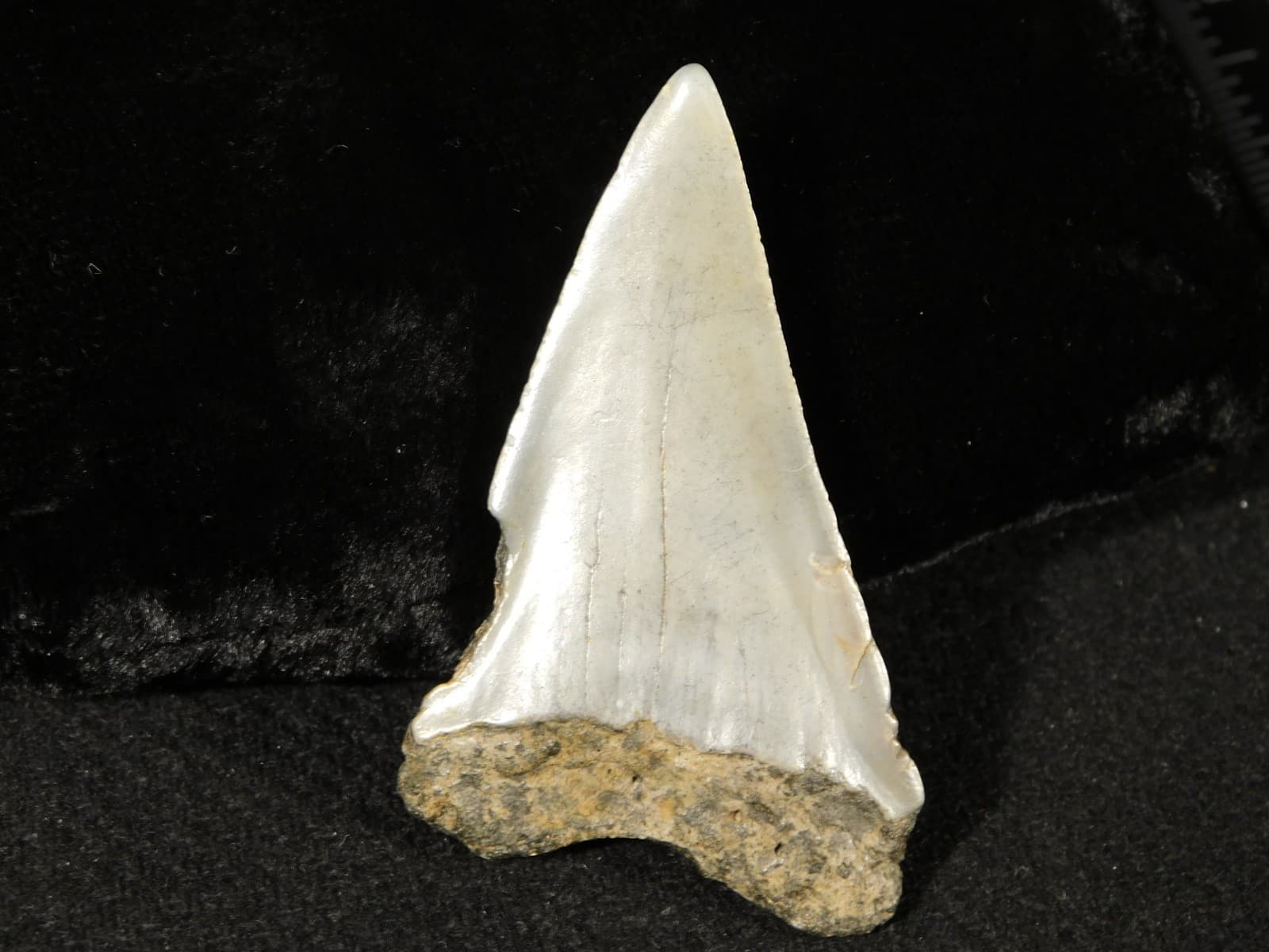 Larger! ANCESTRAL Great White SHARK Tooth Fossil 100% Natural 7.32 5
