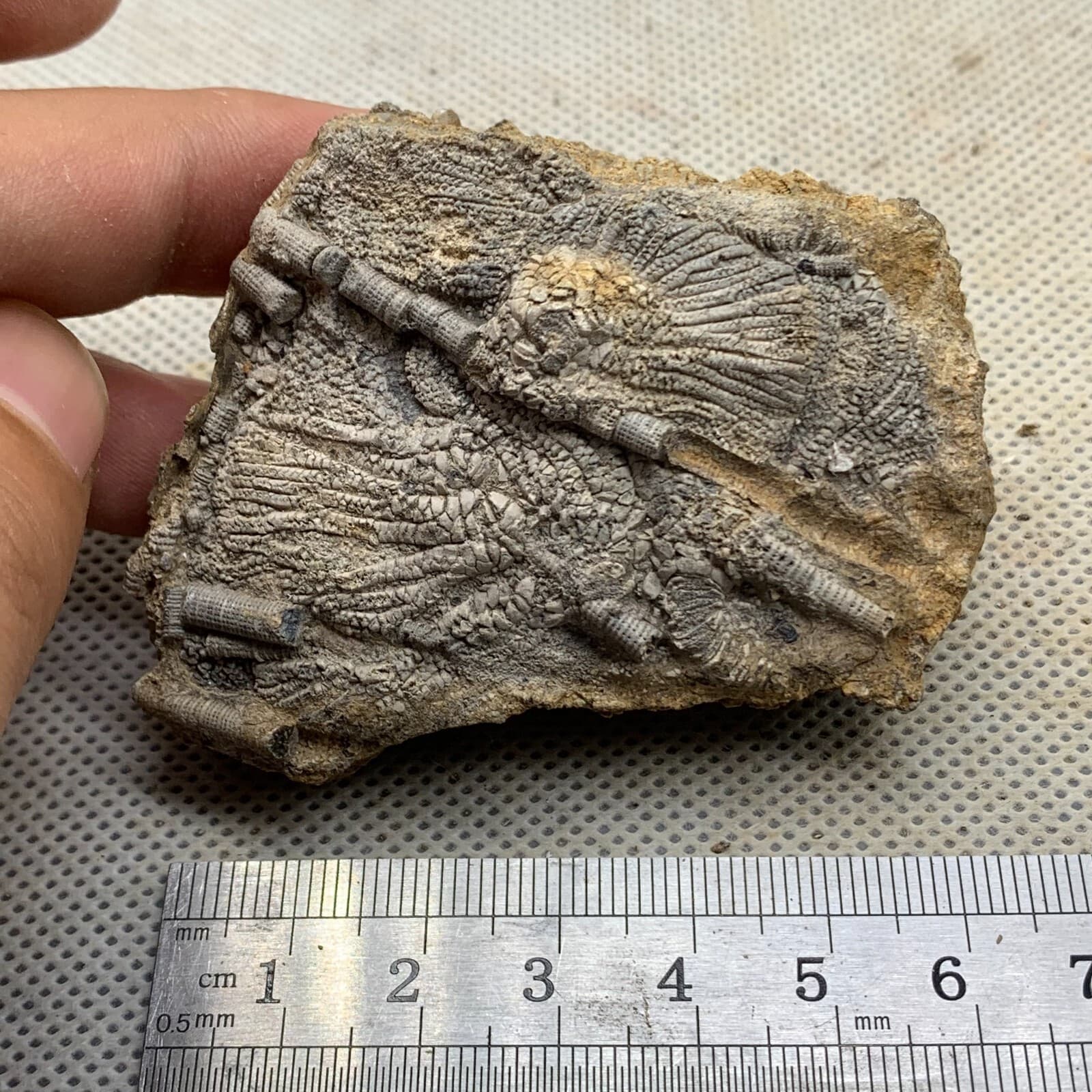 100 grams of fossils of crinoid from the Guanling Biota in Guizhou 4