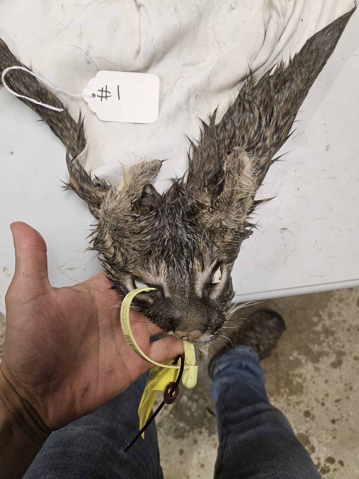 Taxidermy Wet Tanned Bobcat Mountable Hide Cape Horns 3