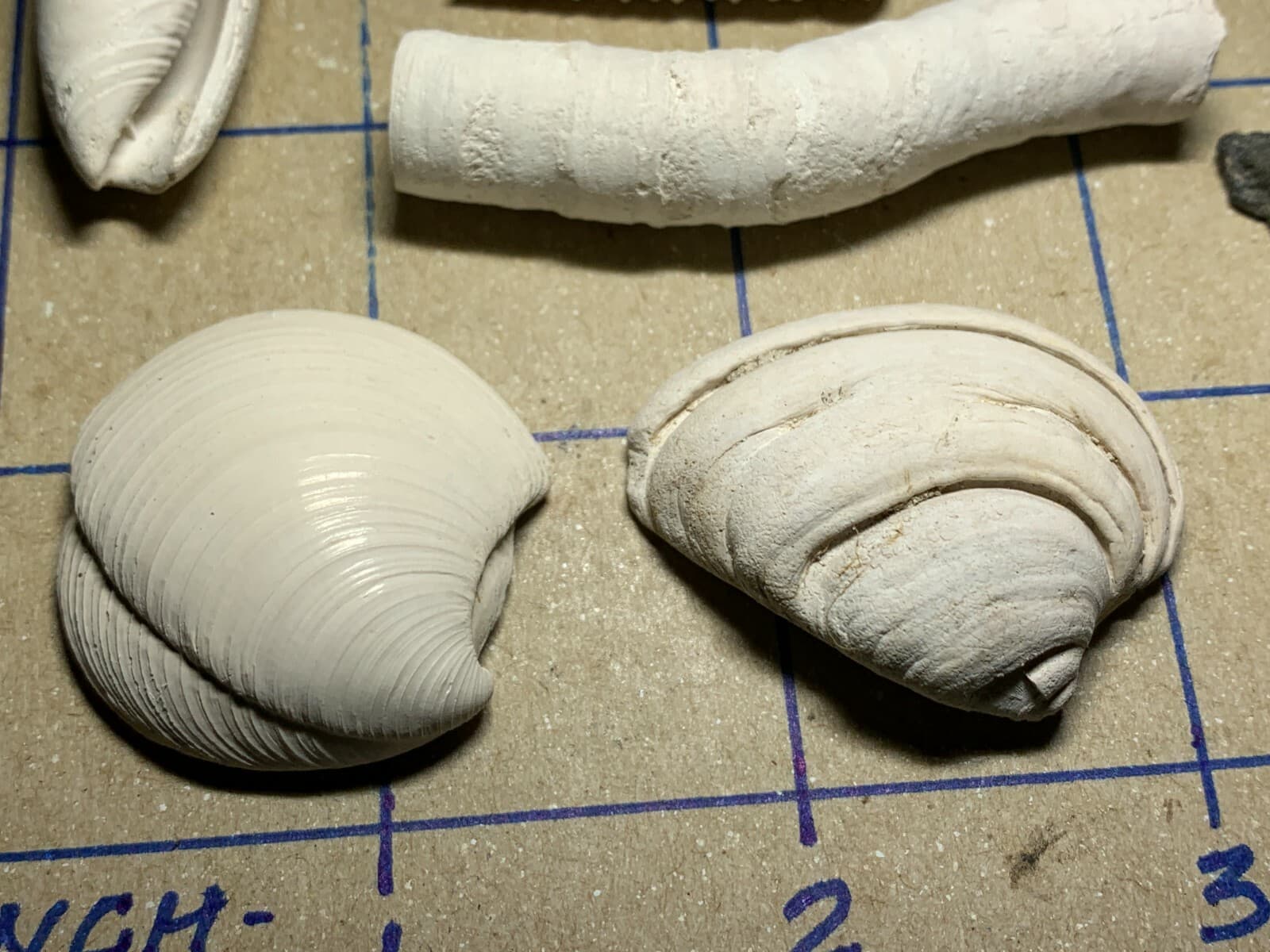 ☆Fossil Specimen 10 Pack - Berkeley Quarry S.C. - Barnacle-Dentalium-Teeth ☆296 4