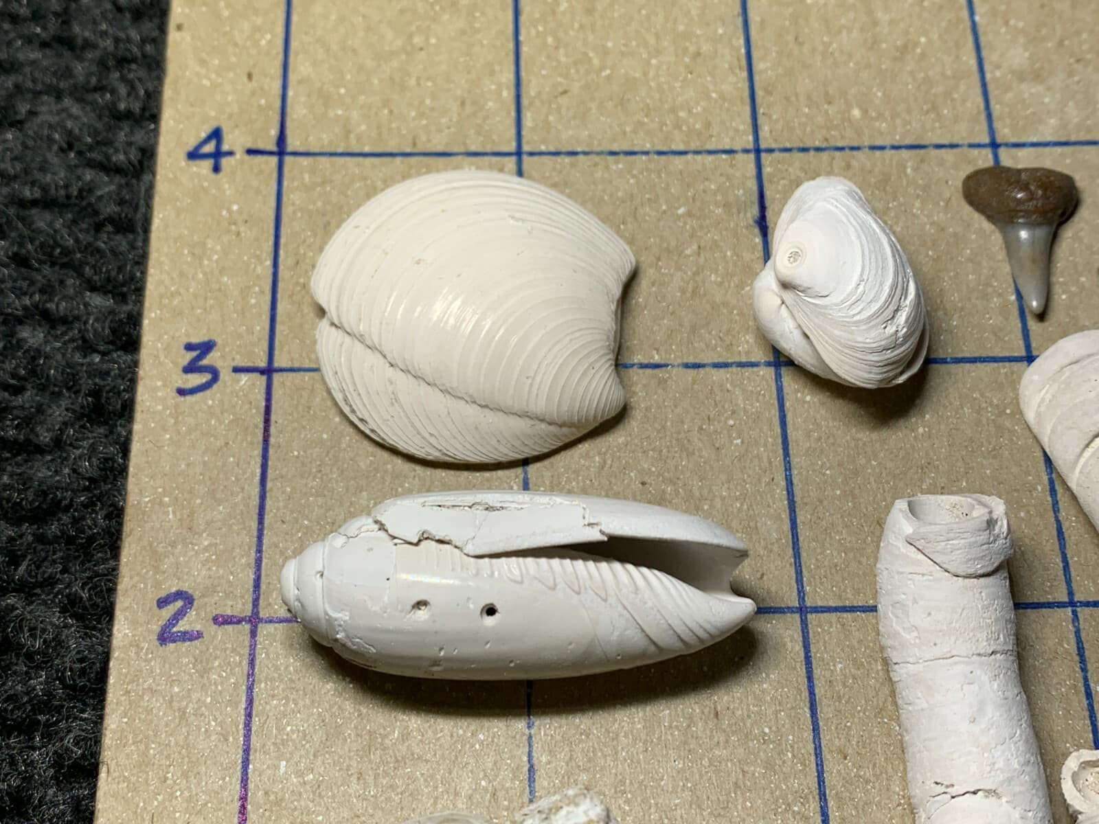 ☆Fossil Specimen 10 Pack - Berkeley Quarry S.C. - Barnacle-Dentalium-Teeth ☆297 3