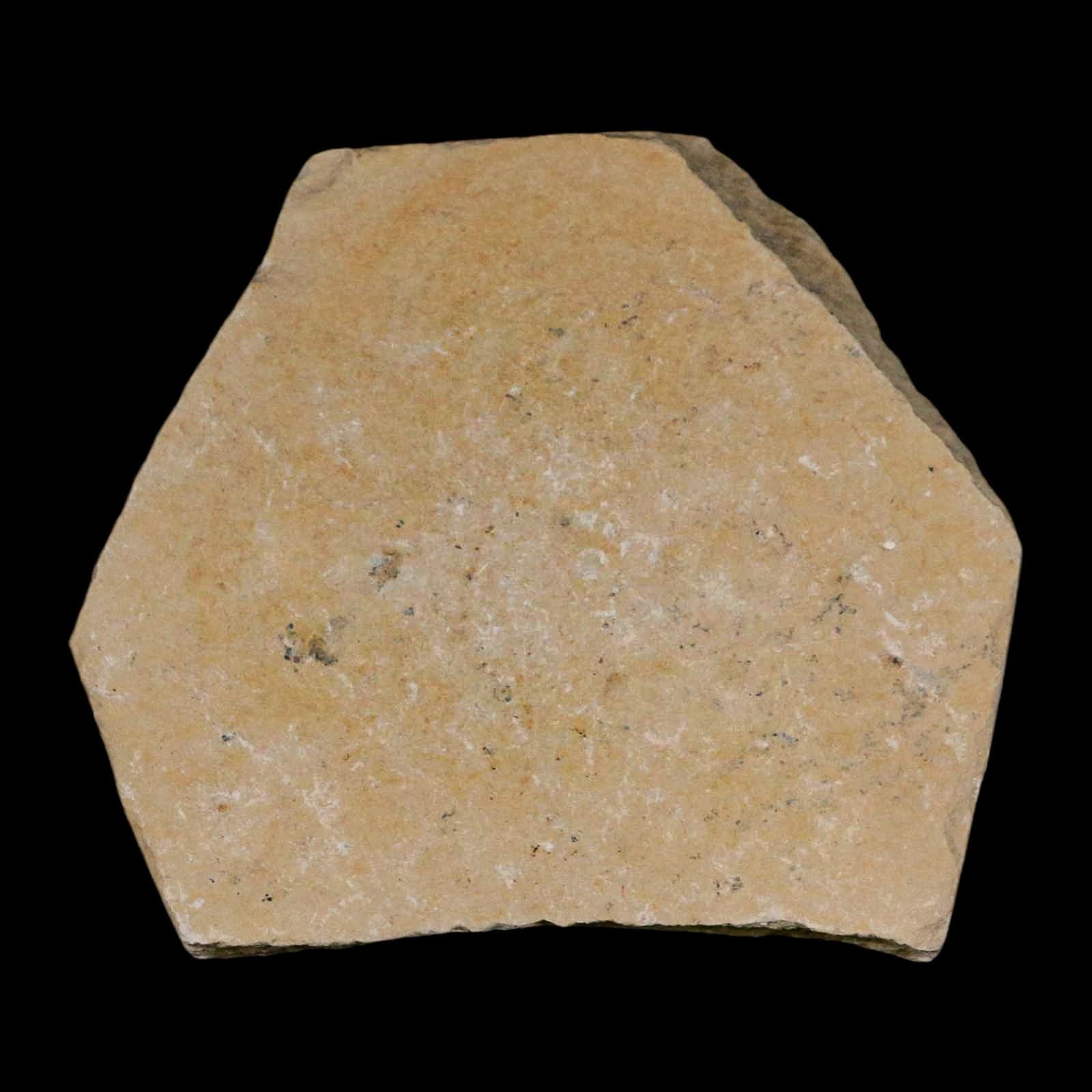 2 Two Fossil Shrimp Carpopenaeus Cretaceous Age 100 Mil Yrs Old Lebanon COA 6