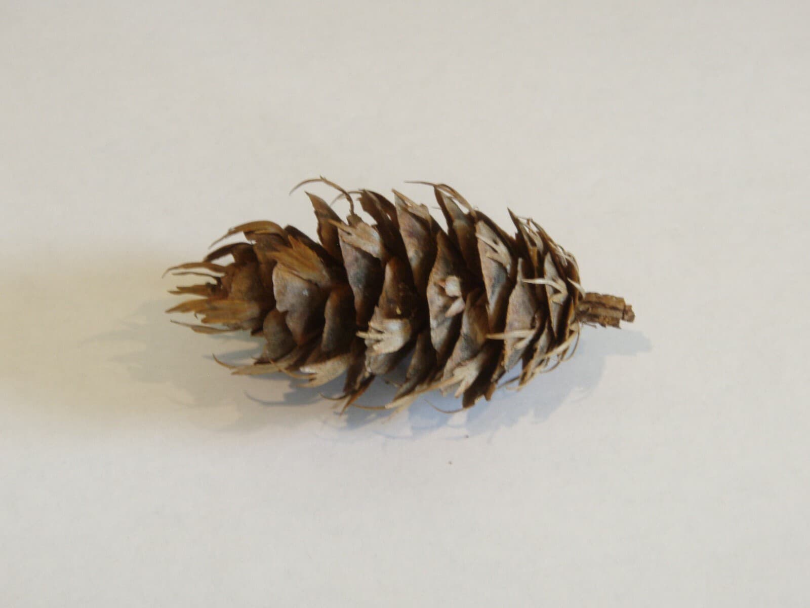 Douglas Fir Cones (12 pcs) - USA Cones For Crafts 3
