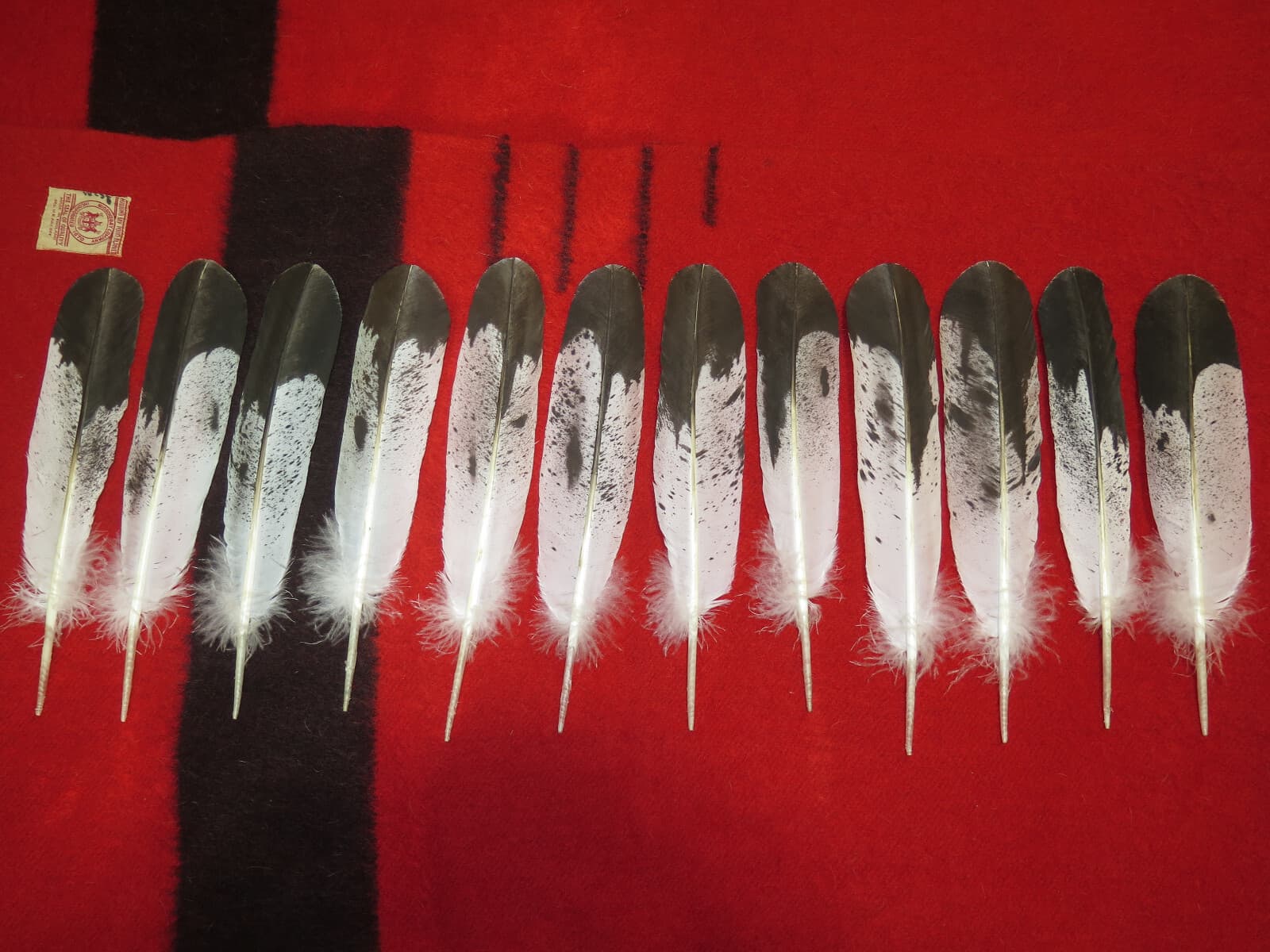 Native American made Immature Golden Eagle Feather, hand painted feathers 6