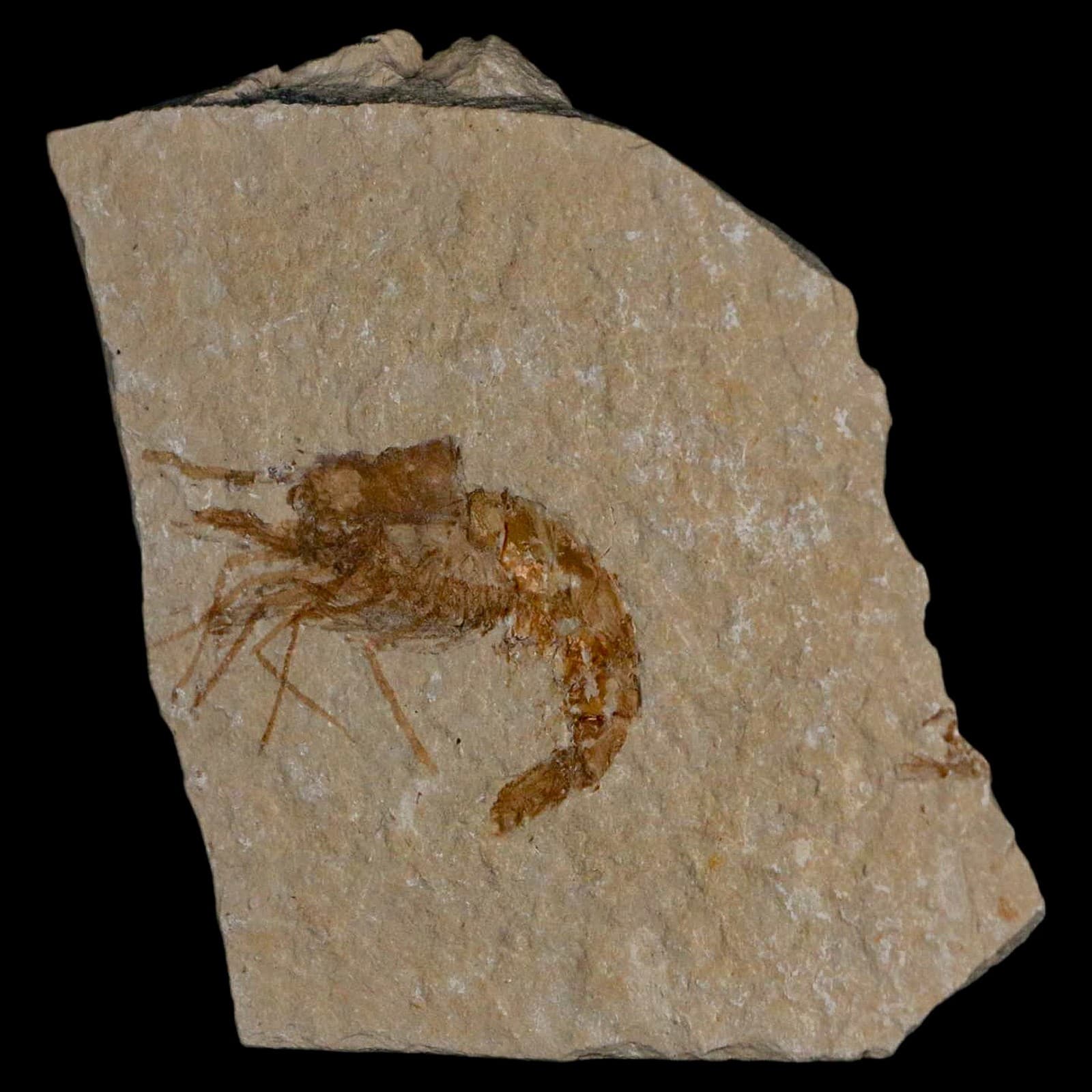 1.4" Fossil Shrimp Carpopenaeus Cretaceous Age 100 Mil Yrs Old Lebanon COA 5