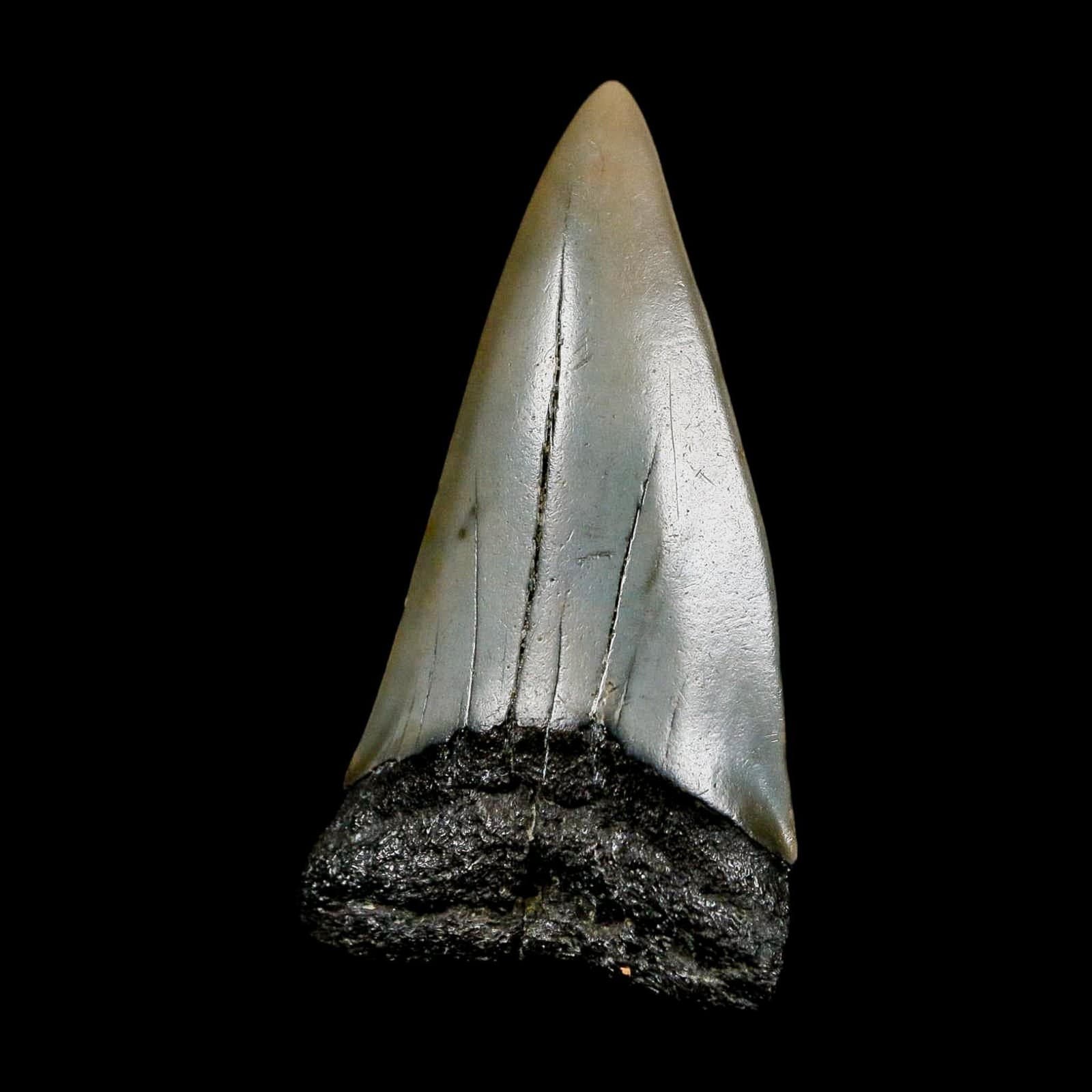 2.3" Quality Hastalis Mako Tooth Serrated Fossil Natural Miocene Age COA 5