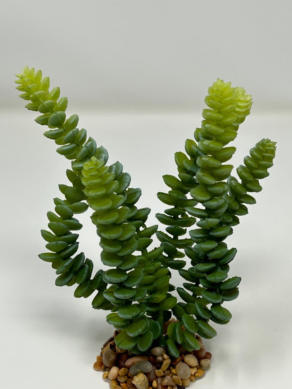7" Gray-Green DONKEY Burro TAIL Sedum Succulent Aquarium or Dry Habitat soft pla 5