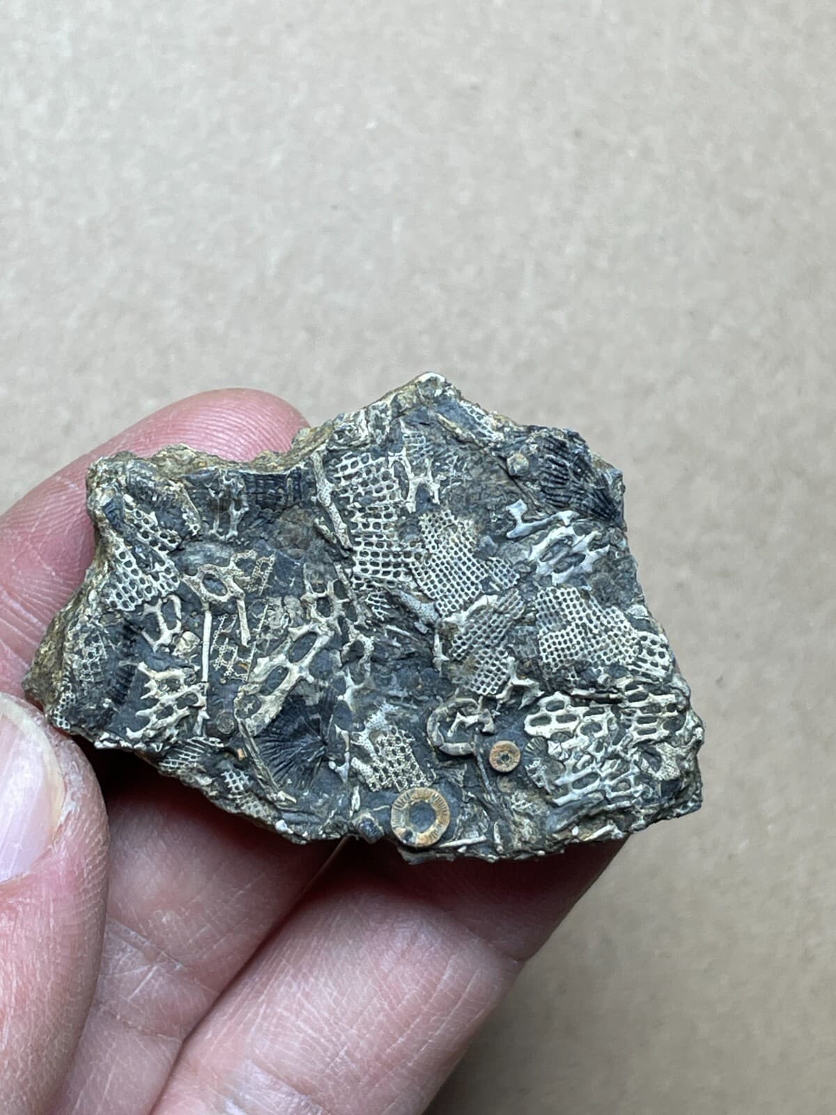 26g Bryozoa crinoid specimen from Cambrian Period