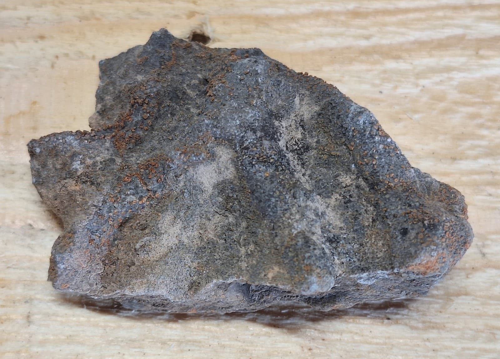 Fossil Favosite Coral In Limestone Devonian Period Michigan 2