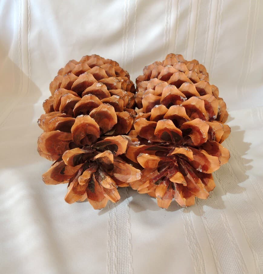 Lot of 2 Golden Giant Sugar Pine Cones 12" 4