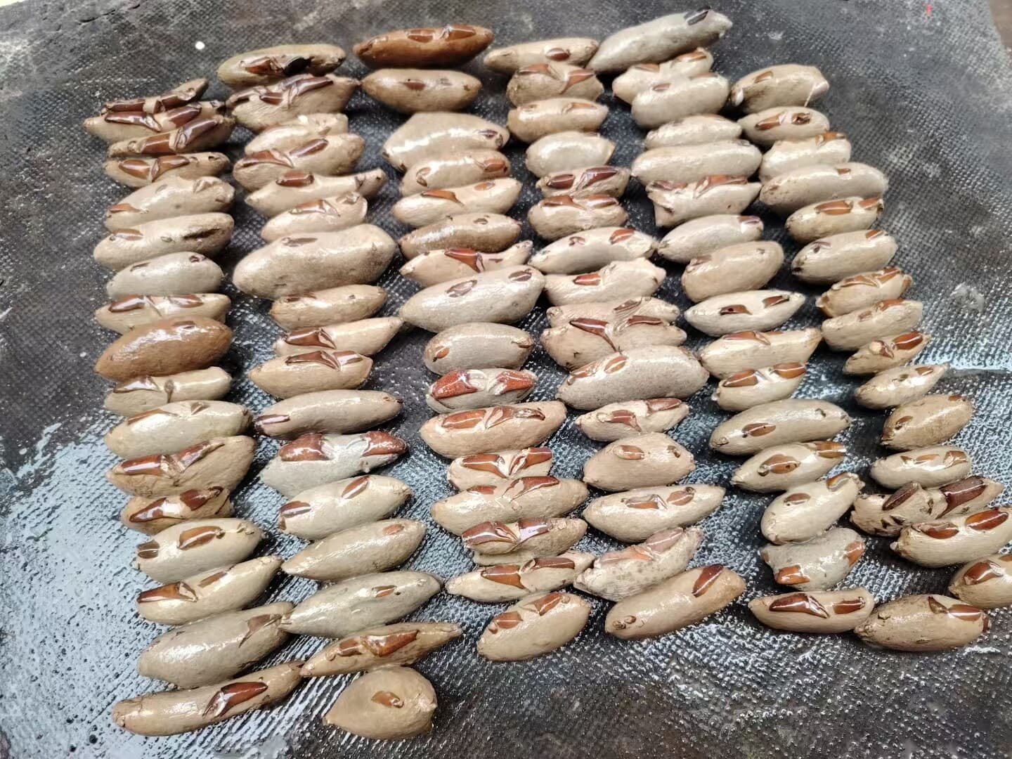 1 PC Crab fossils from the Cretaceous period. Paleontological fossil specimens 2