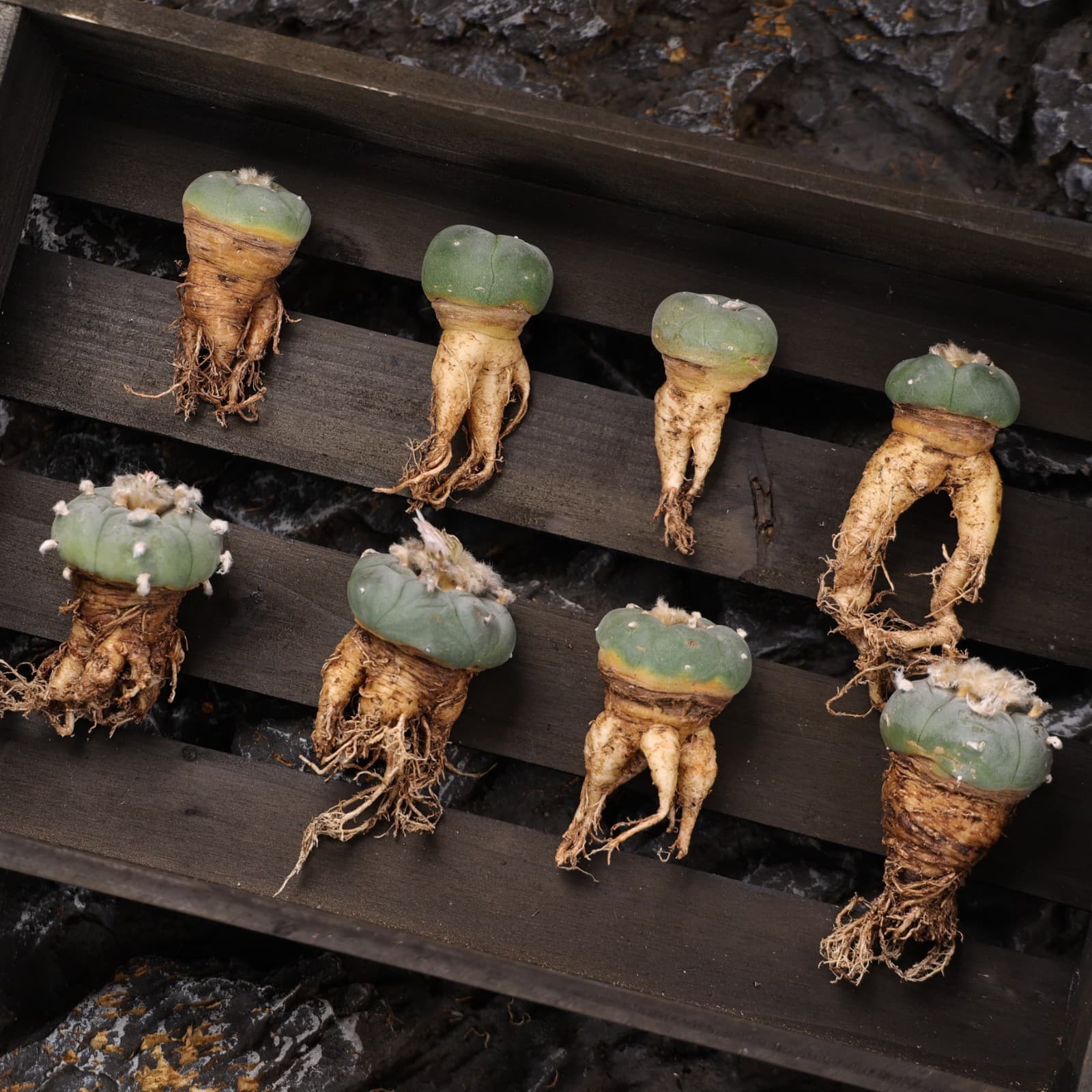 10 Pcs MIni RareSucculent Cactus plant fricii Plant 4CM 2