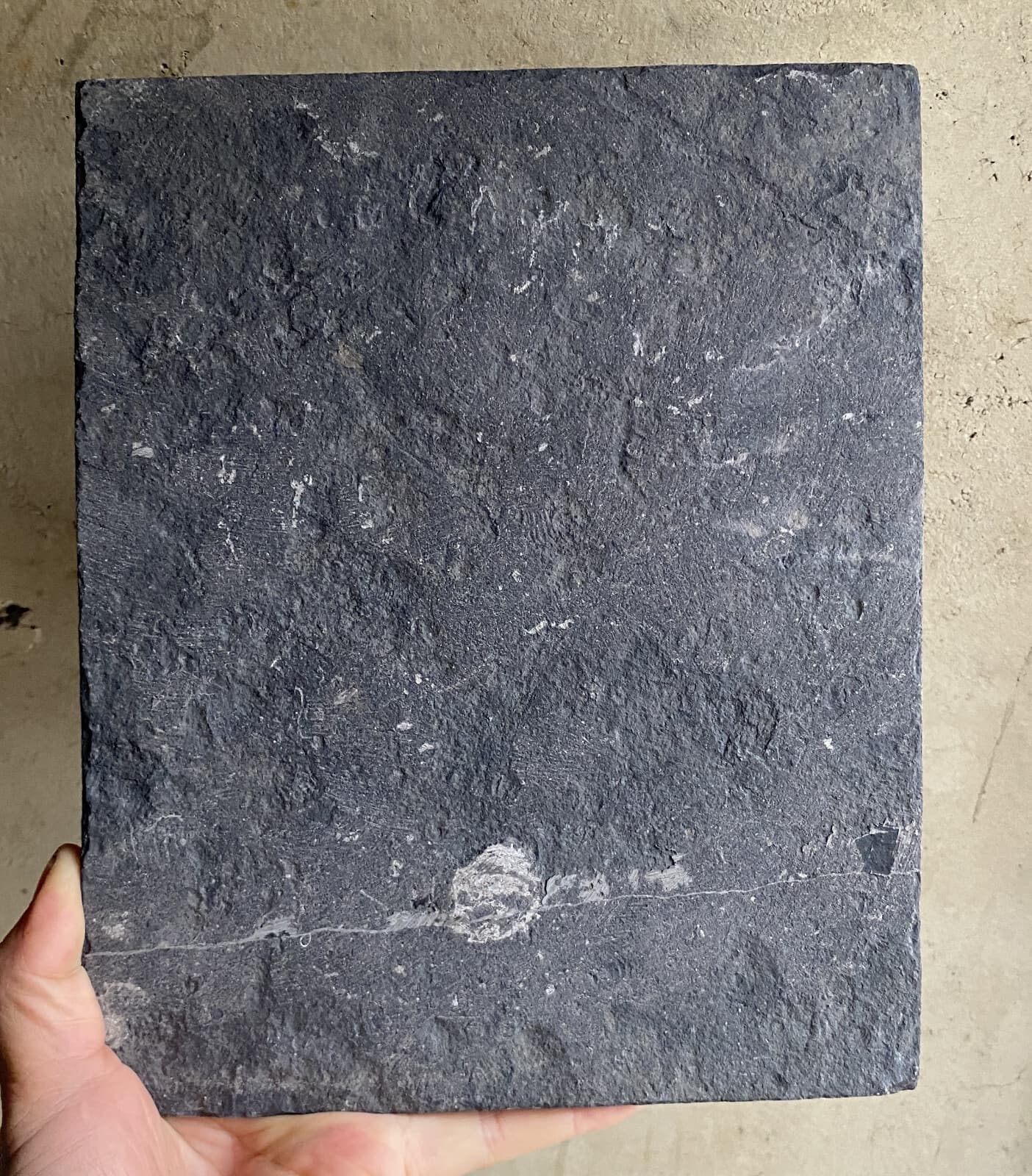 Natural Devonian prehistoric Jurassic biota crinoids Fossils 6