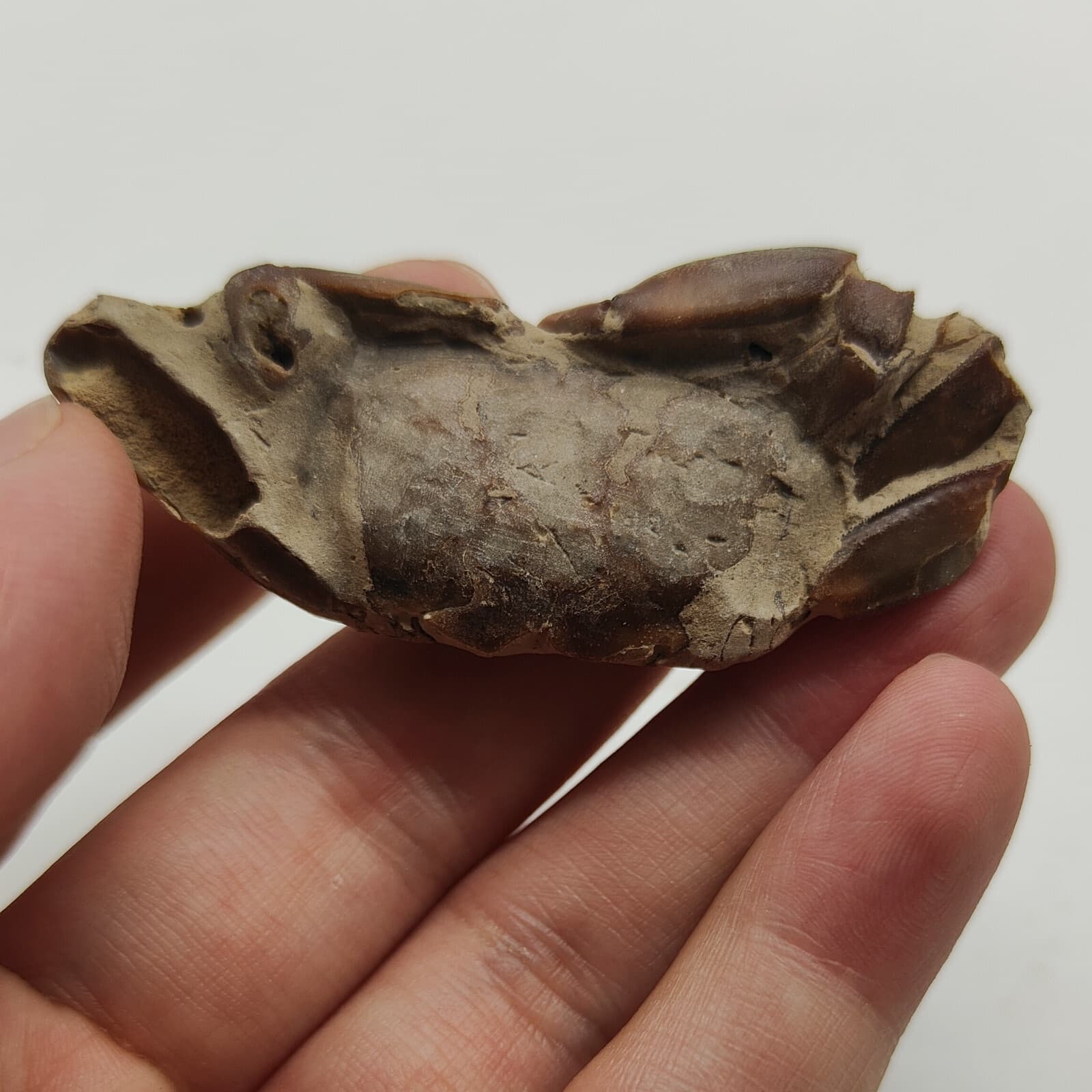 Jurassic Natural Crab animals Fossils Dinosaur Age