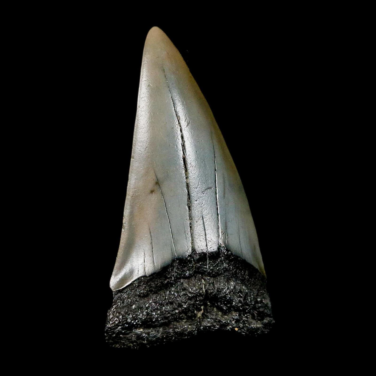 2.3" Quality Hastalis Mako Tooth Serrated Fossil Natural Miocene Age COA 2