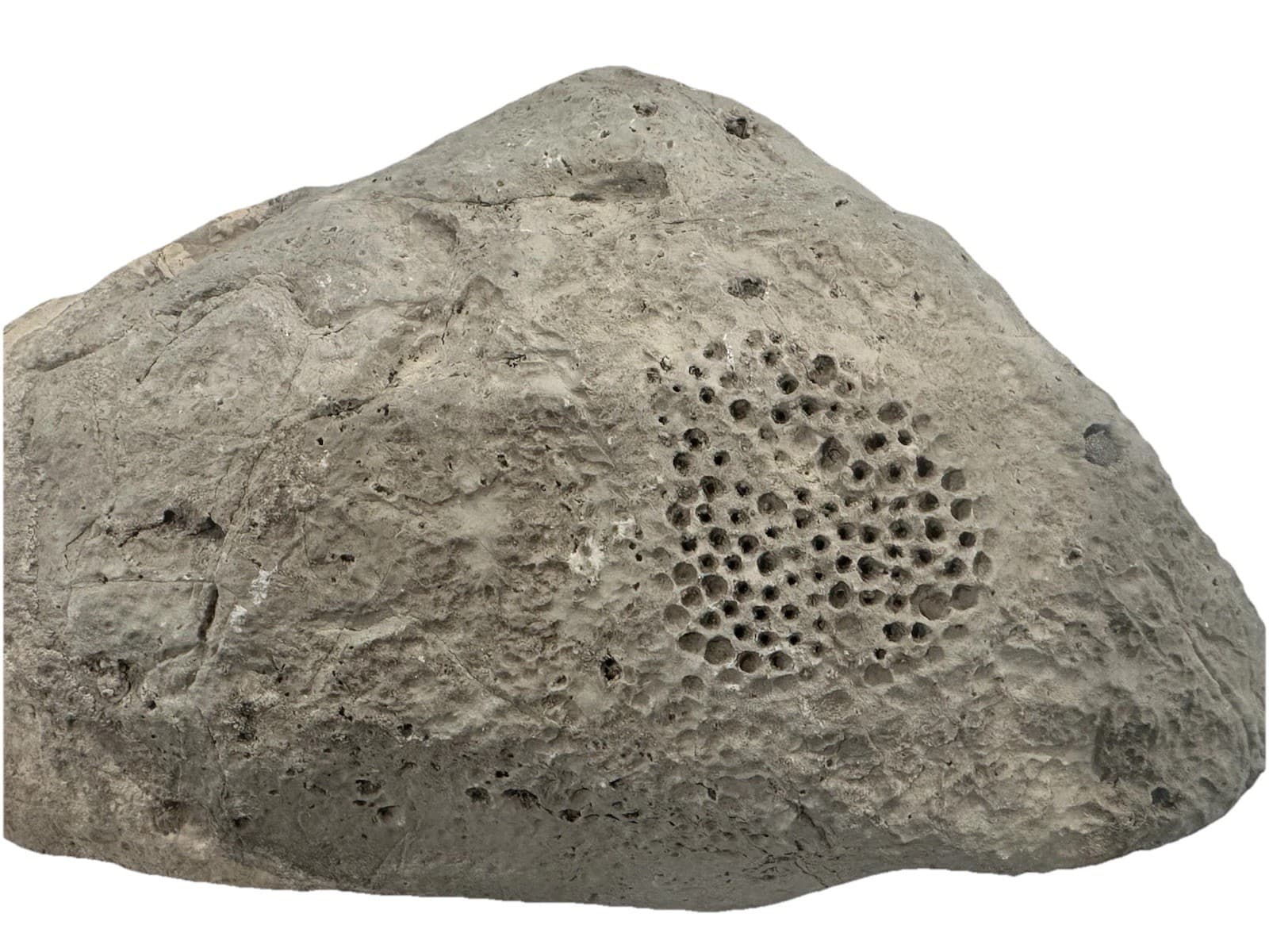Large Raphidonema Sponge Fossil Specimen from the Cretaceous Period Southern, NV
