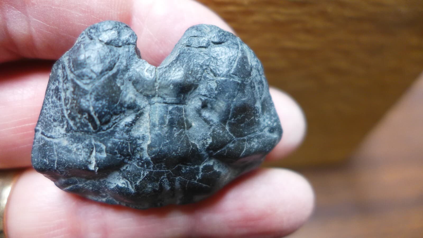 GEOLOGICAL ENTERPRISES Miocene fossil crab Coeloma repeliensis Belgium 2