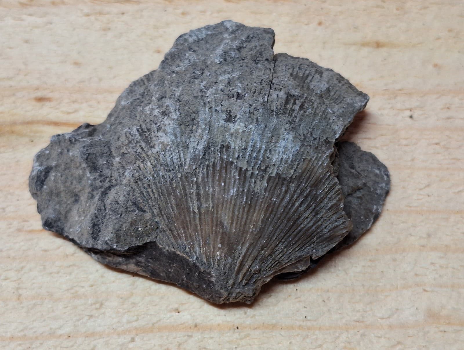 Fossil Brachiopod In Limestone Devonian Period Michigan