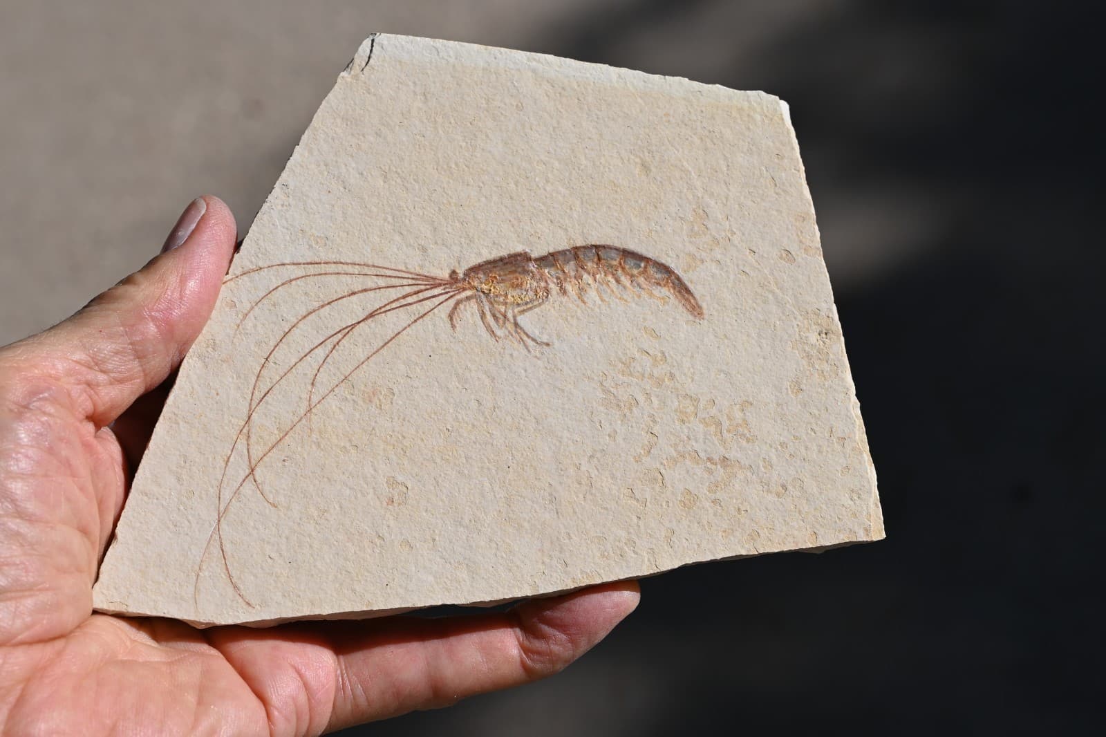 Fossil Solnhofen Shrimp- Antrimpos- Great Detail!!