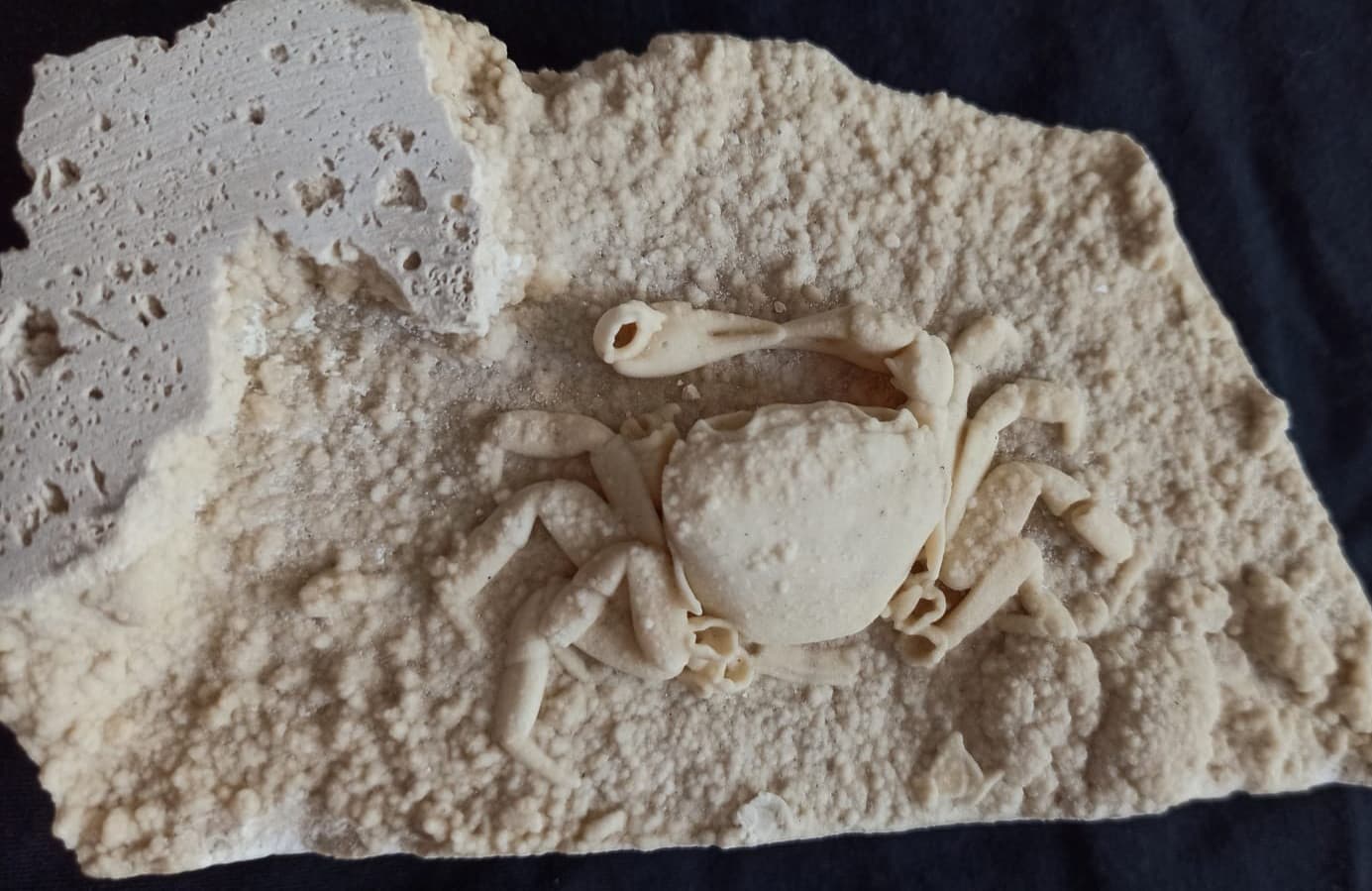 HUGE Travertine Crab Fossil, 13cm by 8cm Fossil Travertine Crab Potamon 5
