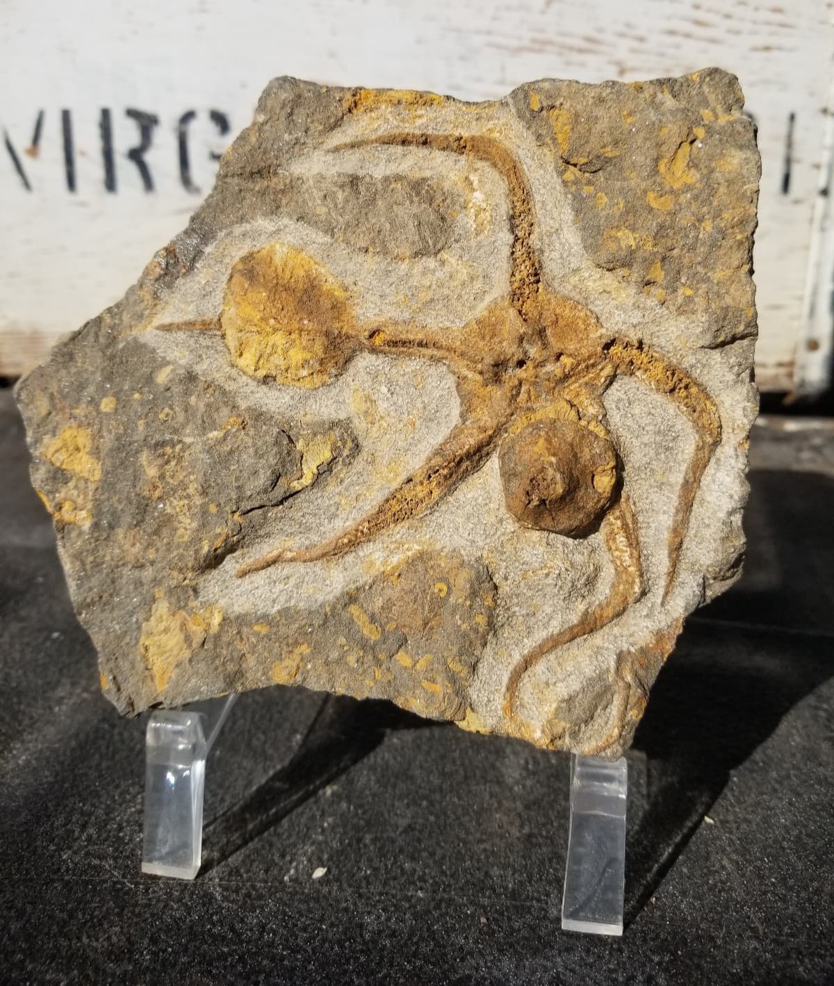 Ordovician Sea Starfish Brittlestar Fossil Morocco Marine Over 400 Mill Yrs Old 4