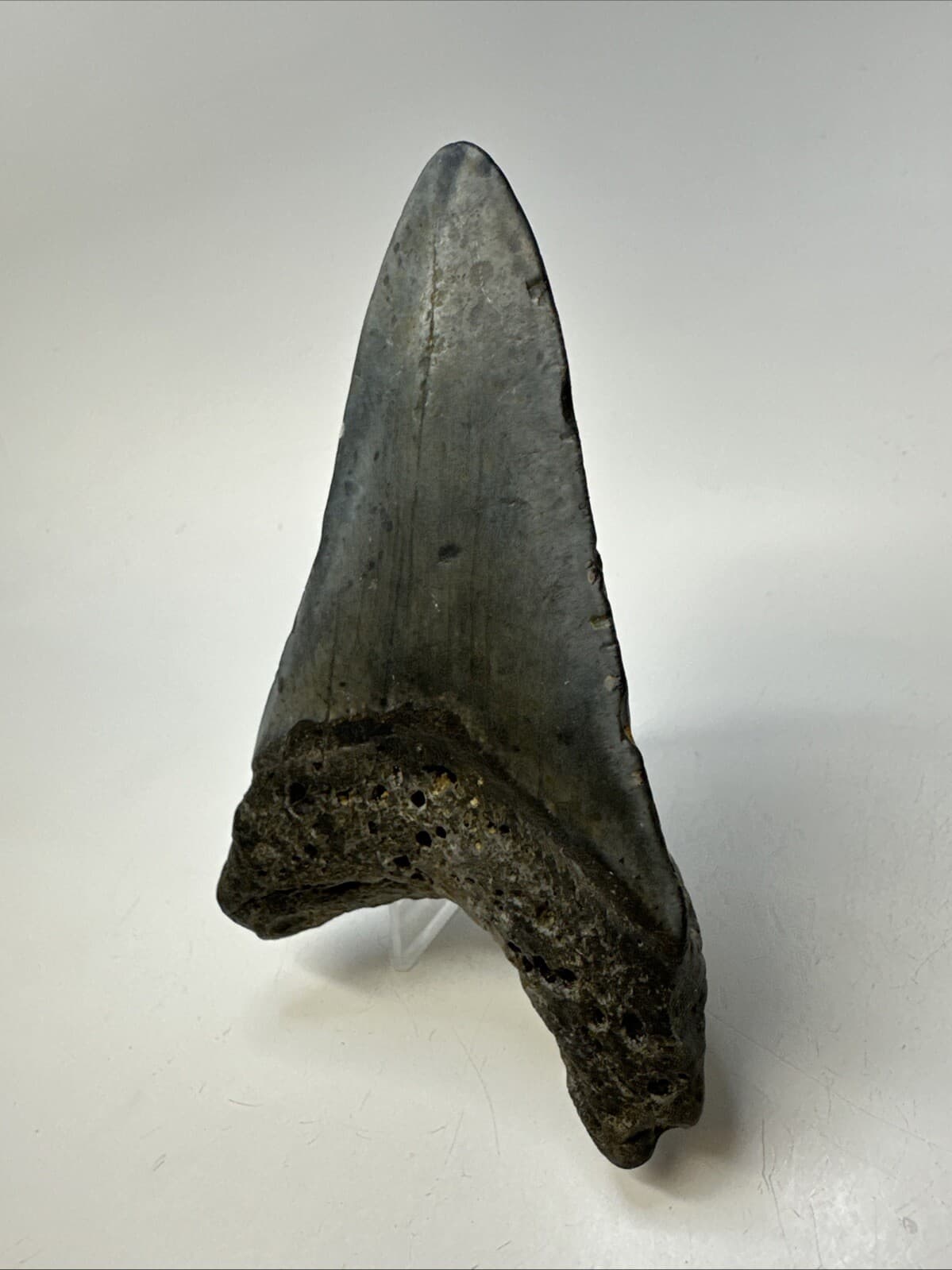 Megalodon Shark Tooth 4.52 inch - Lower Jaw - Authentic Fossil - Carolina 19007 5