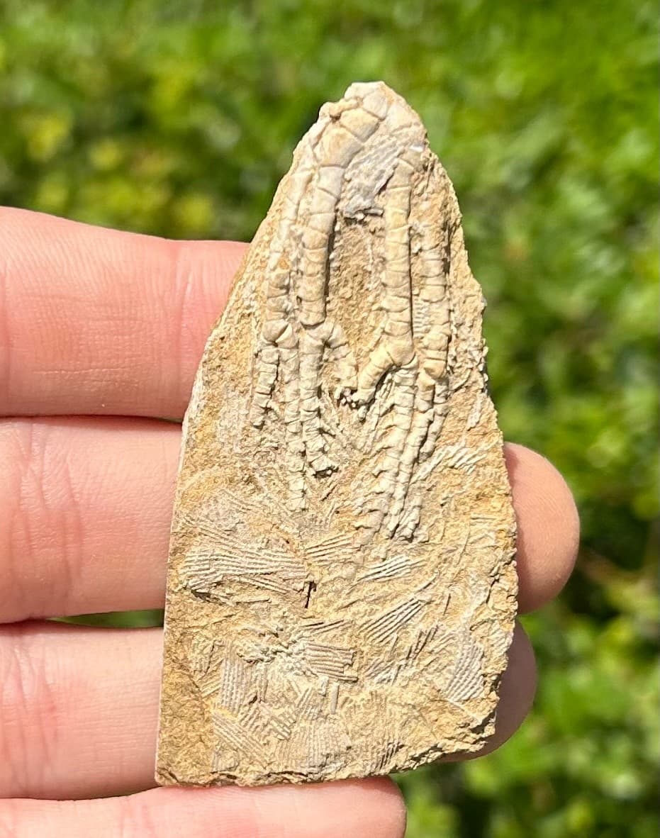 NICE Fossil Crinoid in Matrix Aphelecrinus Alabama Bangor Limestone Formation 4
