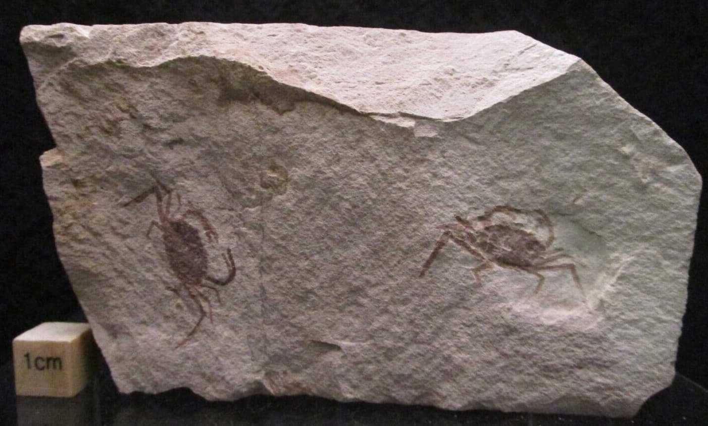 Two Miocene Fossil Pea Crabs Pinnixa Galliheri Monterey Fm San Luis Obispo CA