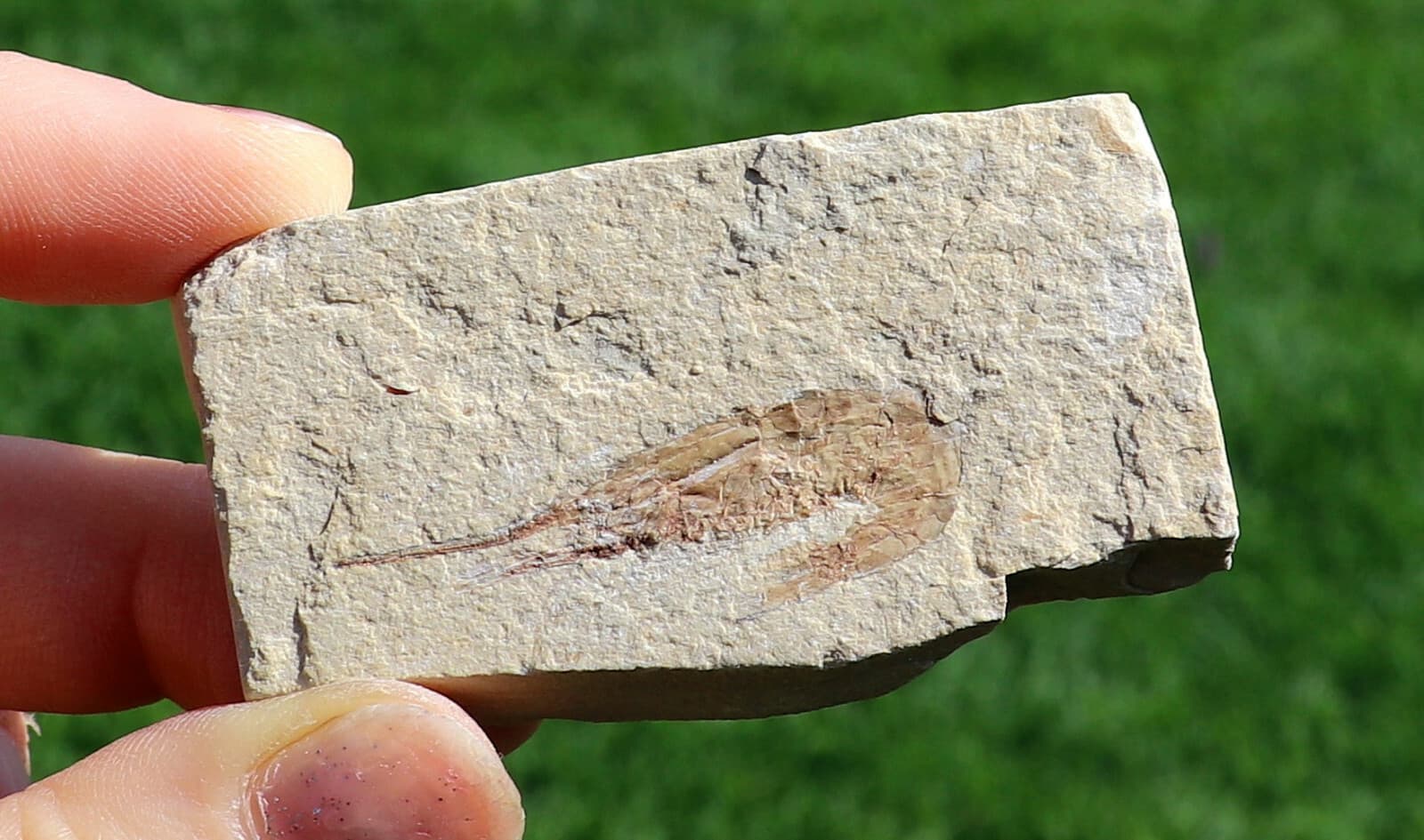Fossil Shrimp From Solnhofen Germany  150 MILLION YRS OLD 6.5 Cm's  JURASSIC 3