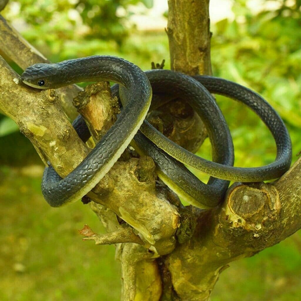 Fake Realistic Snake Lifelike Real Scary Rubber Toy Prank Party Joke For Garden 2
