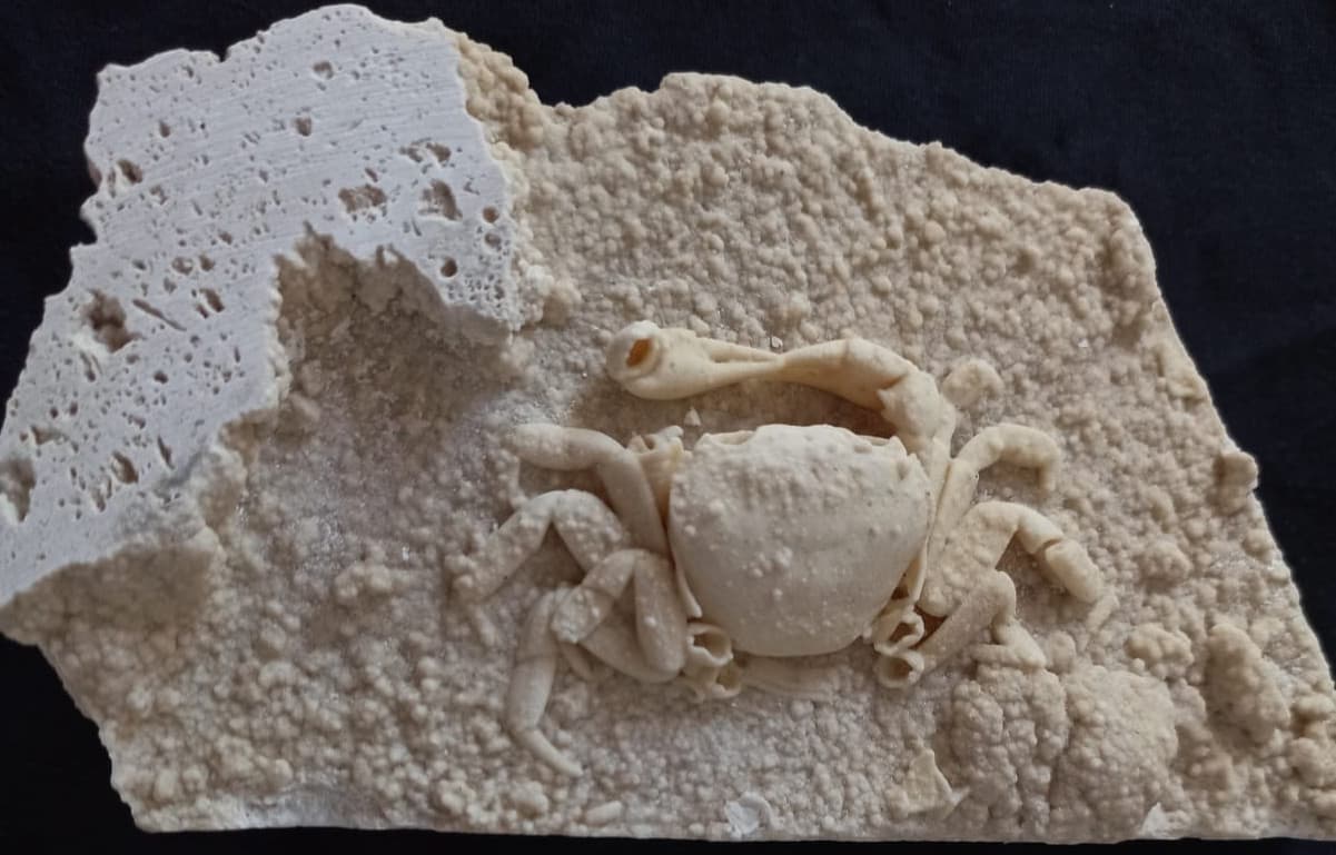 HUGE Travertine Crab Fossil, 13cm by 8cm Fossil Travertine Crab Potamon 6