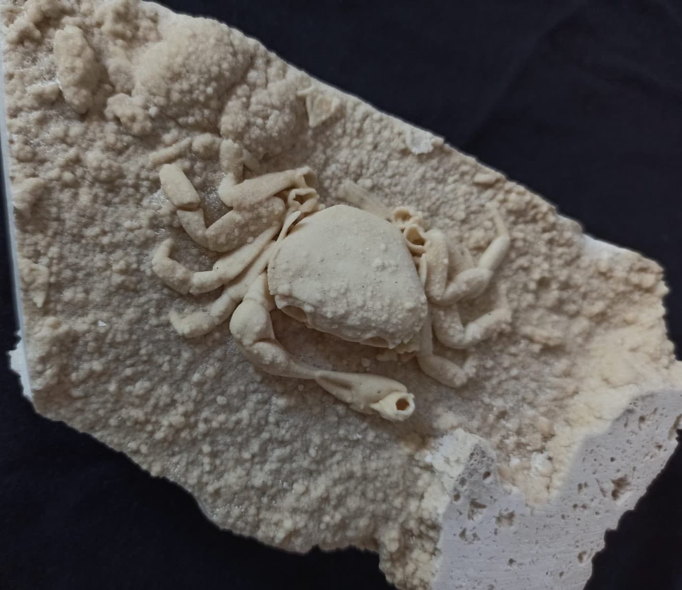 HUGE Travertine Crab Fossil, 13cm by 8cm Fossil Travertine Crab Potamon 3