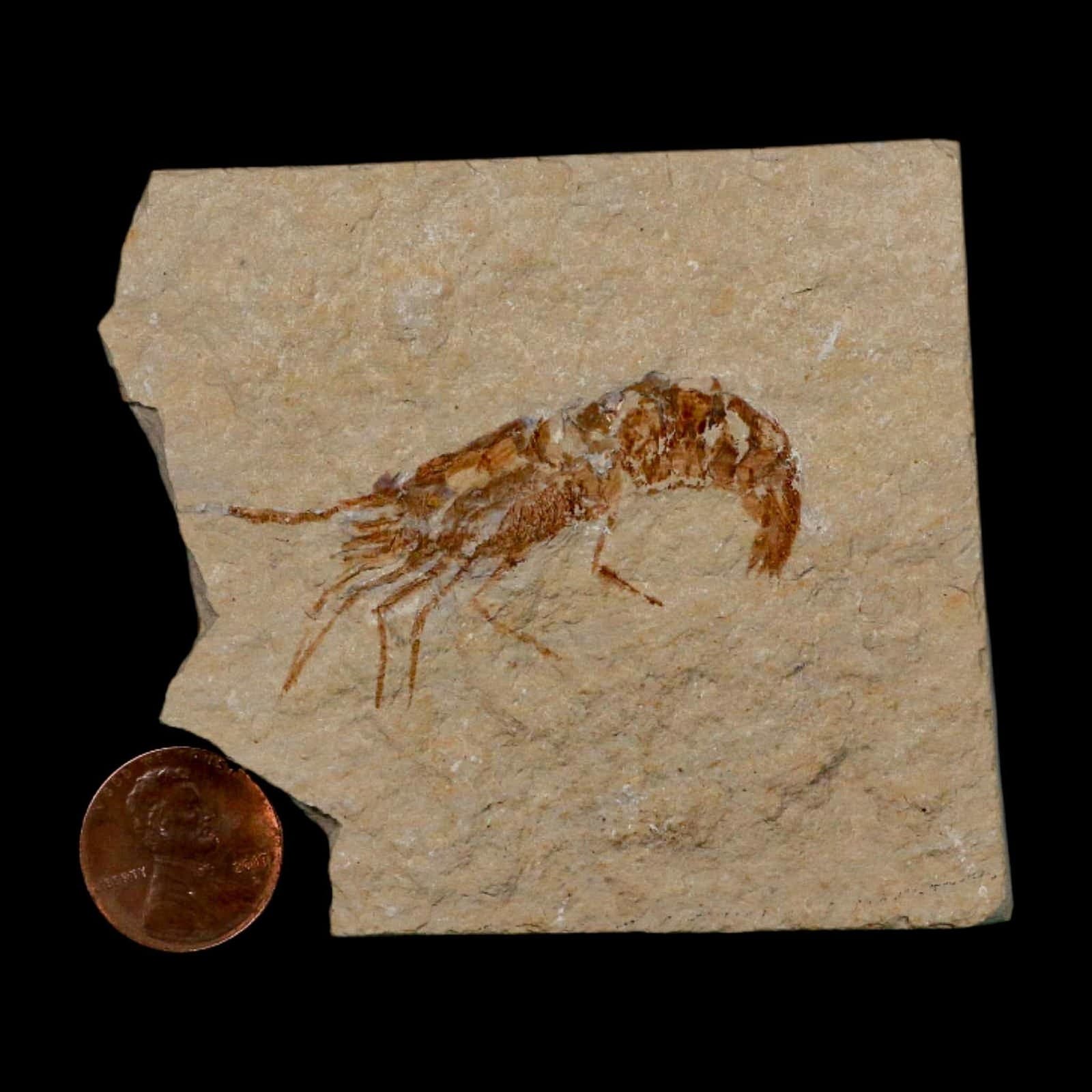 2" Fossil Shrimp Carpopenaeus Cretaceous Age 100 Mil Yrs Old Lebanon COA 3