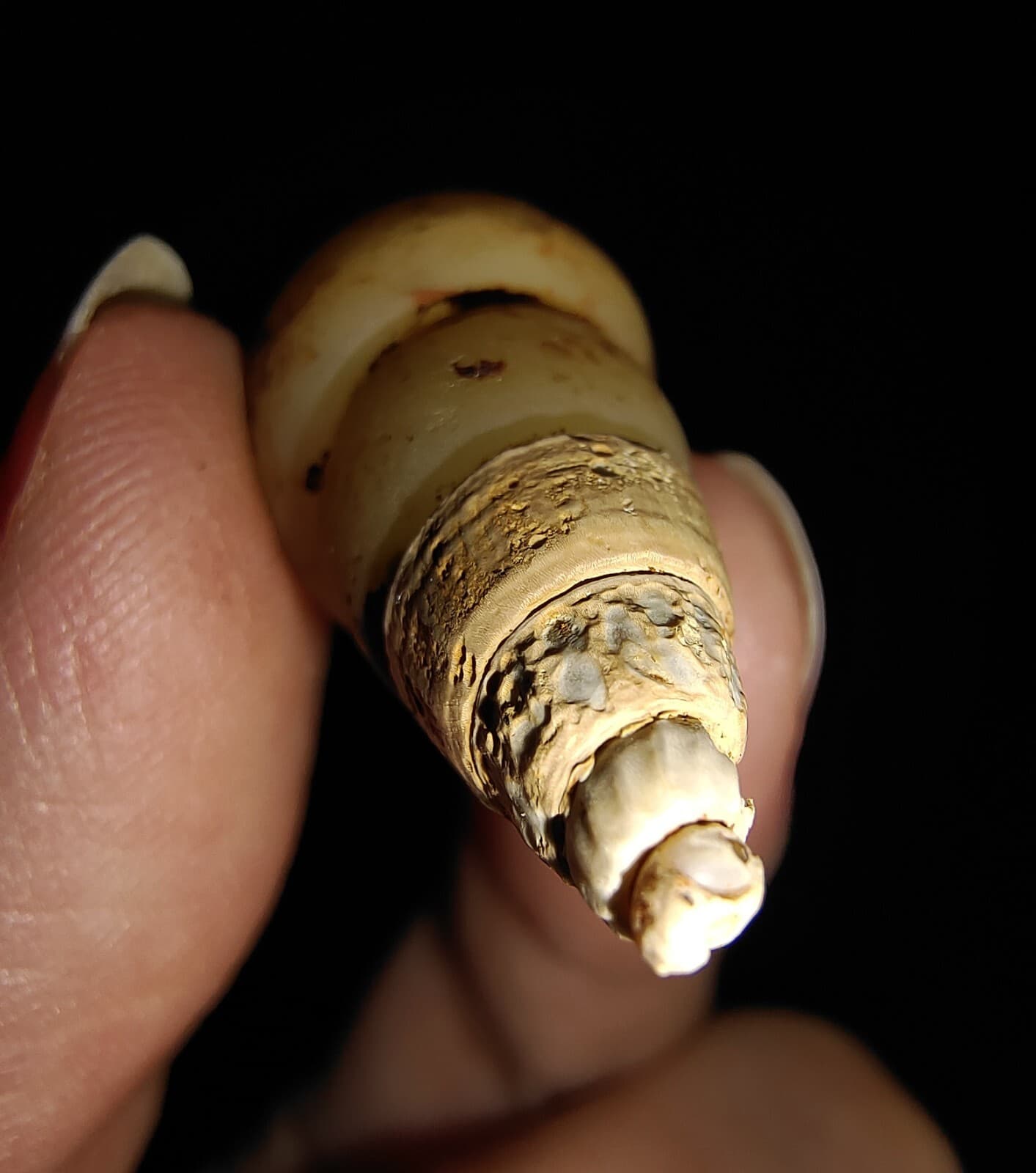 SEA SHELL FOSSIL, GASTROPODA, THIARIDAE, FROM JAVA, INDONESIA, 35MM 5