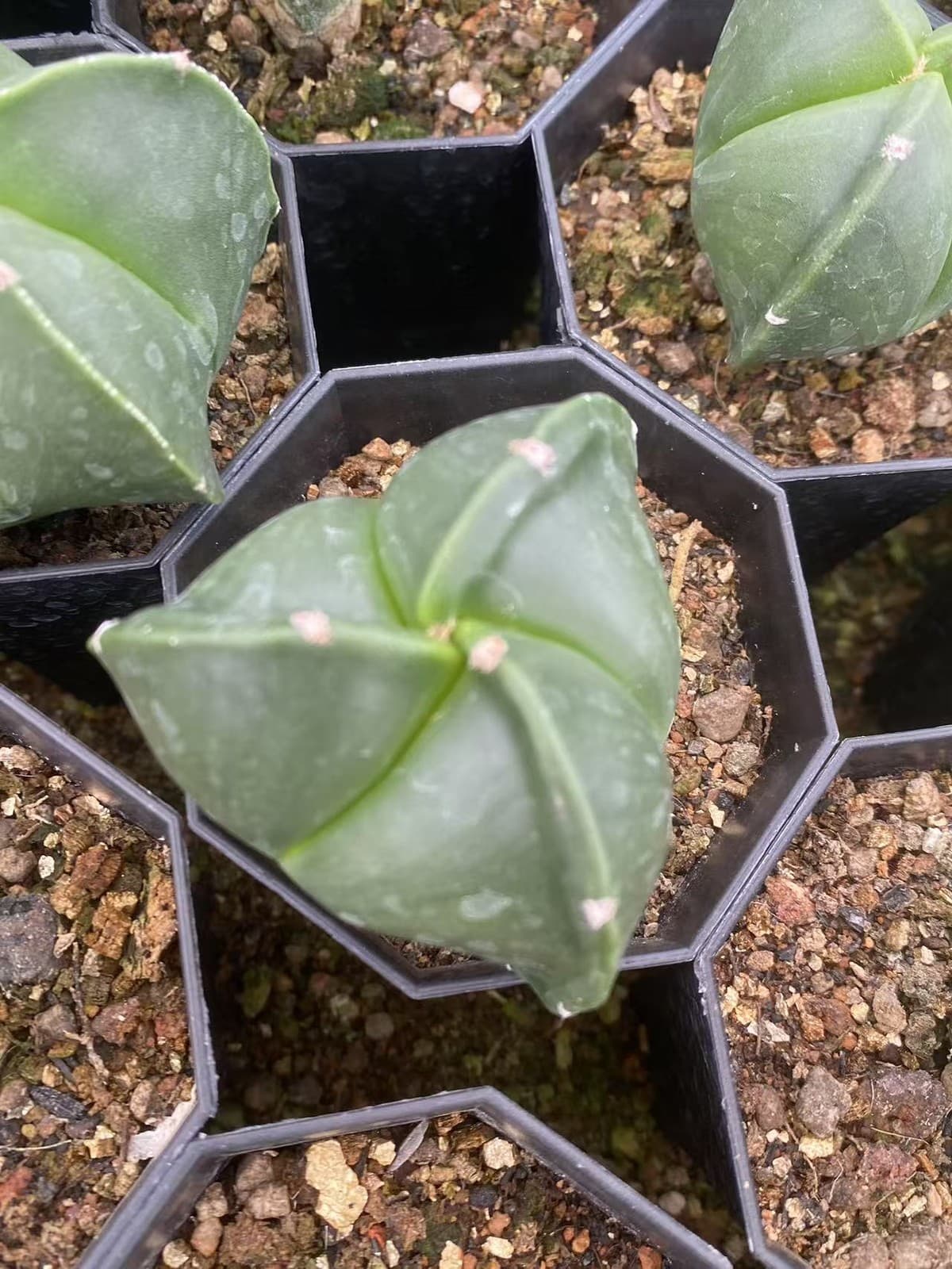 2PCS 3-4cm Cactus Plants Astrophytum Asterias  RareCactus white and green 2