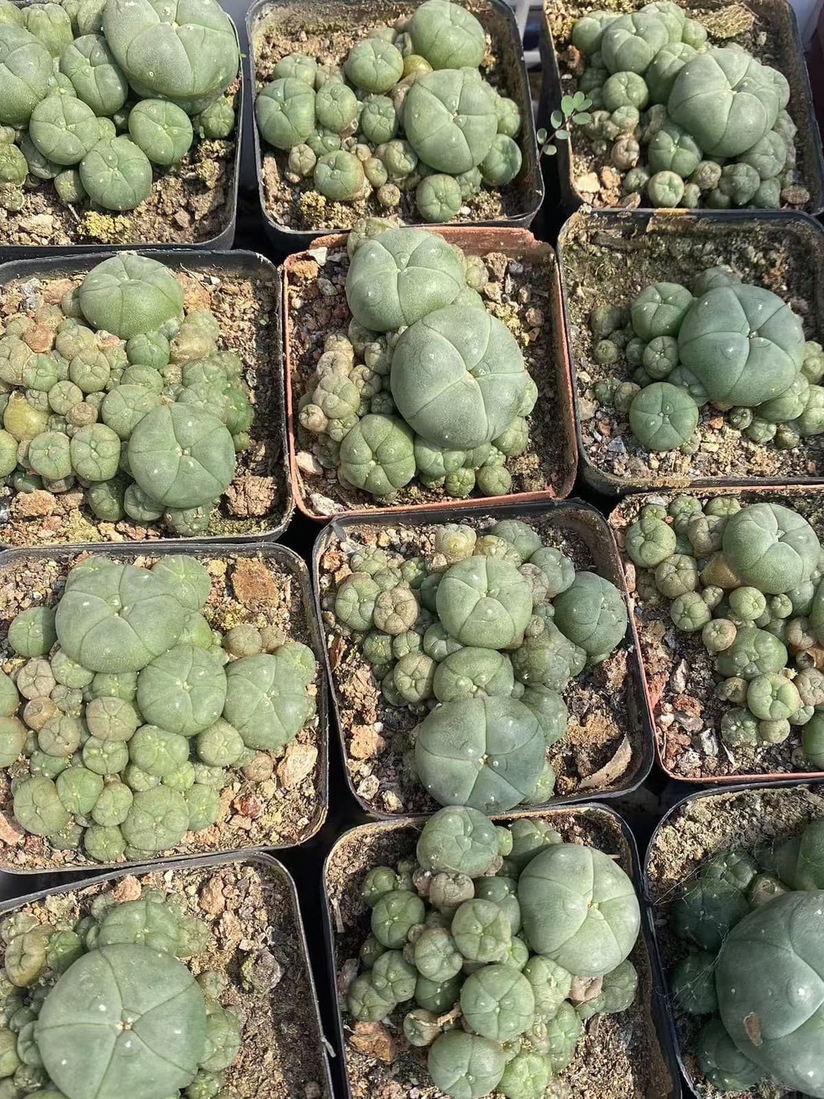 LW Succulent Cactus Plant home potted Décor Boutique beautiful Cactus Plants 6cm